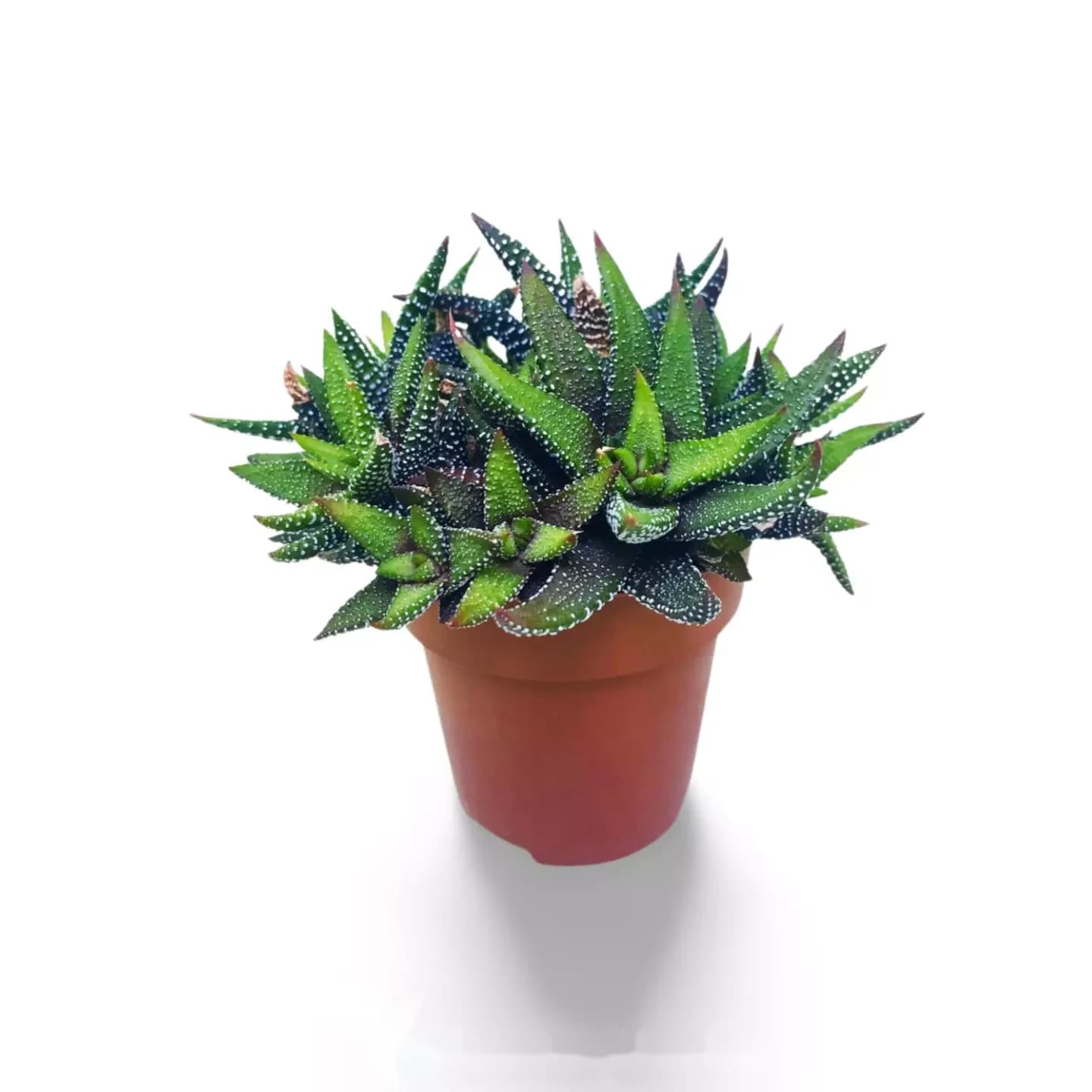 Haworthia CV Gouttes de Perles