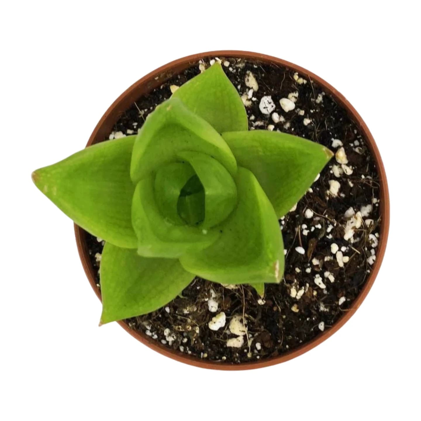 Haworthia cymbiforme
