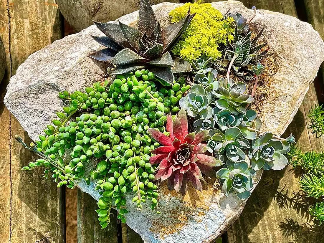 Recommandations pour l’entretien des succulentes