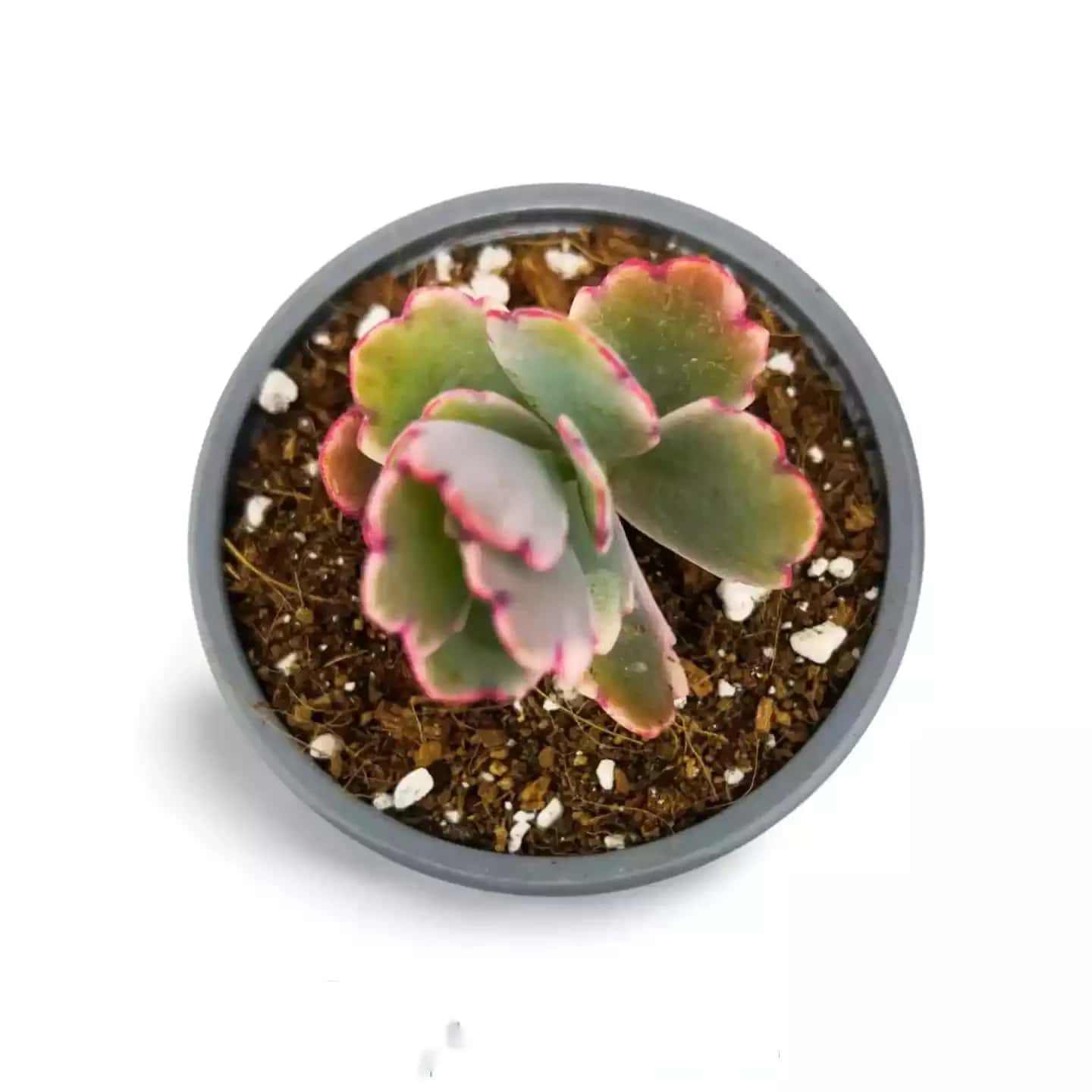 Papillon rose Kalanchoe Fedtschenskoi Variegata