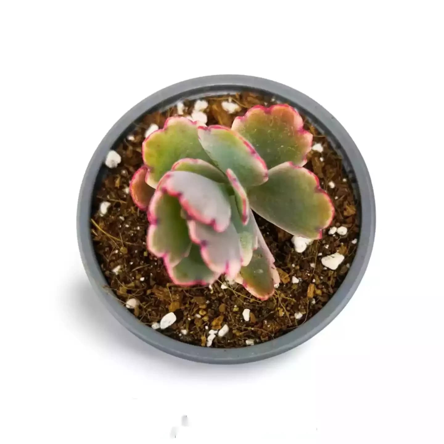 Papillon rose Kalanchoe Fedtschenskoi Variegata