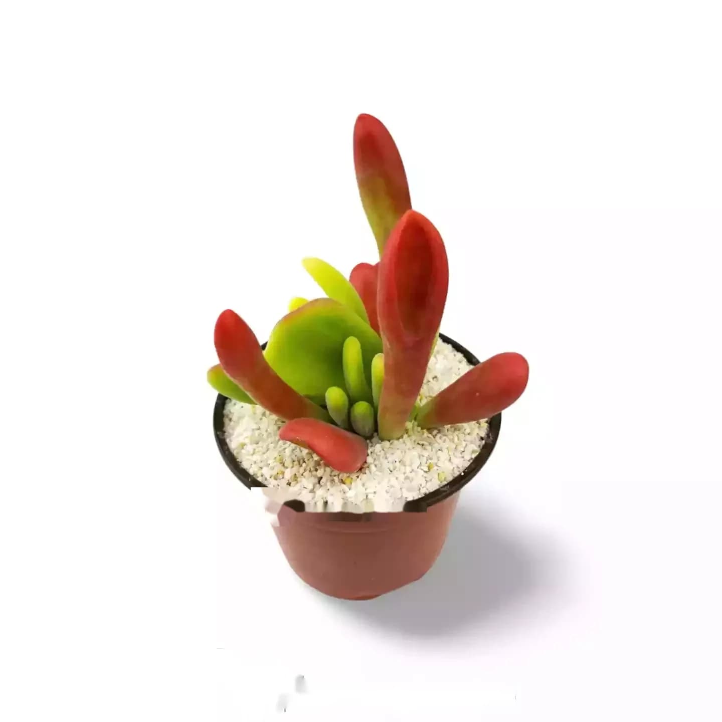 Kalanchoe Oricula