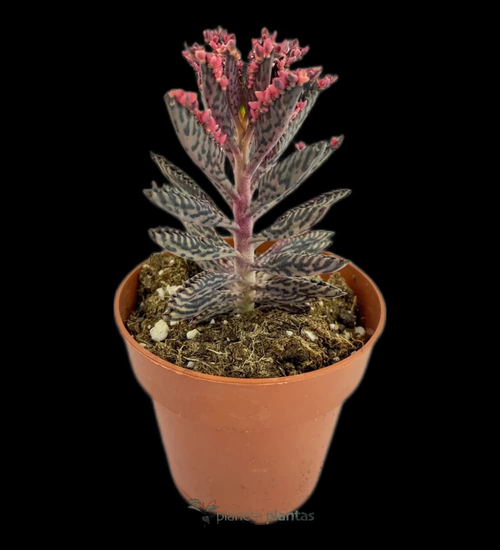 Kalanchoe Daigremontiana