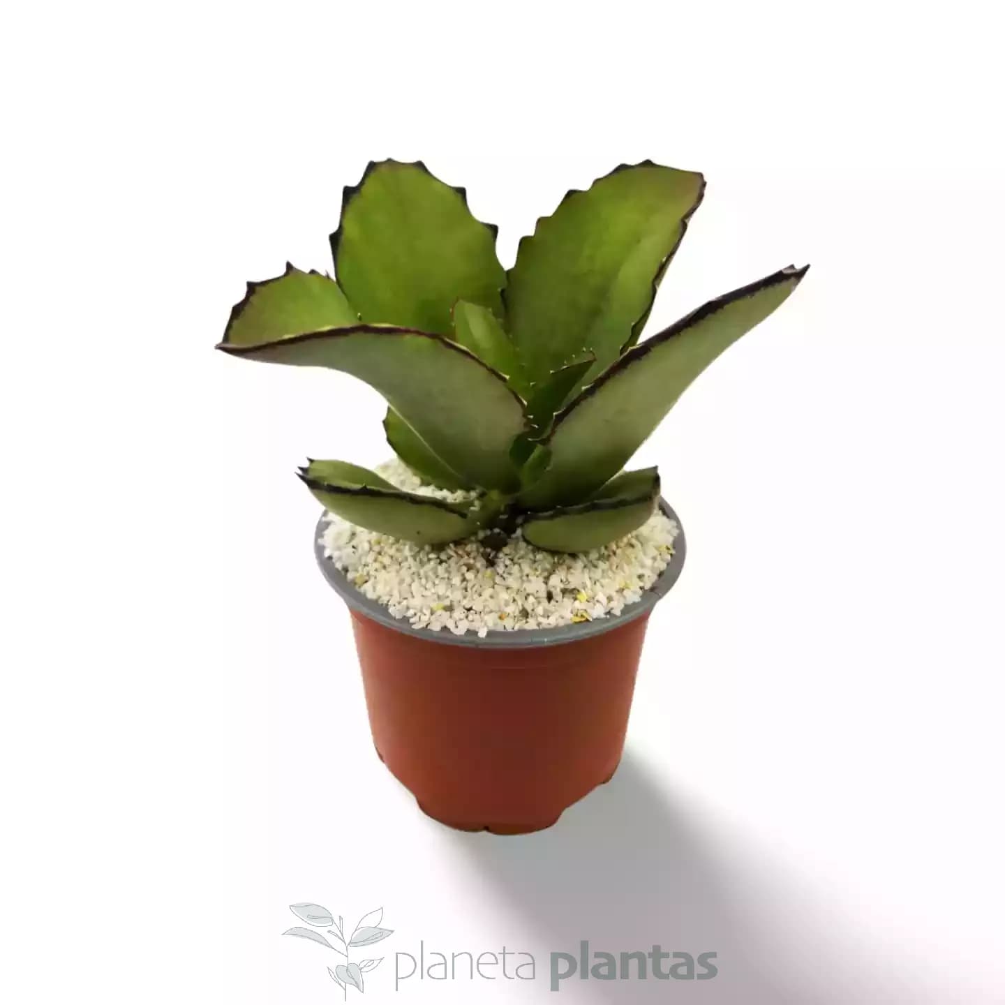 Kalanchoe Synsepala