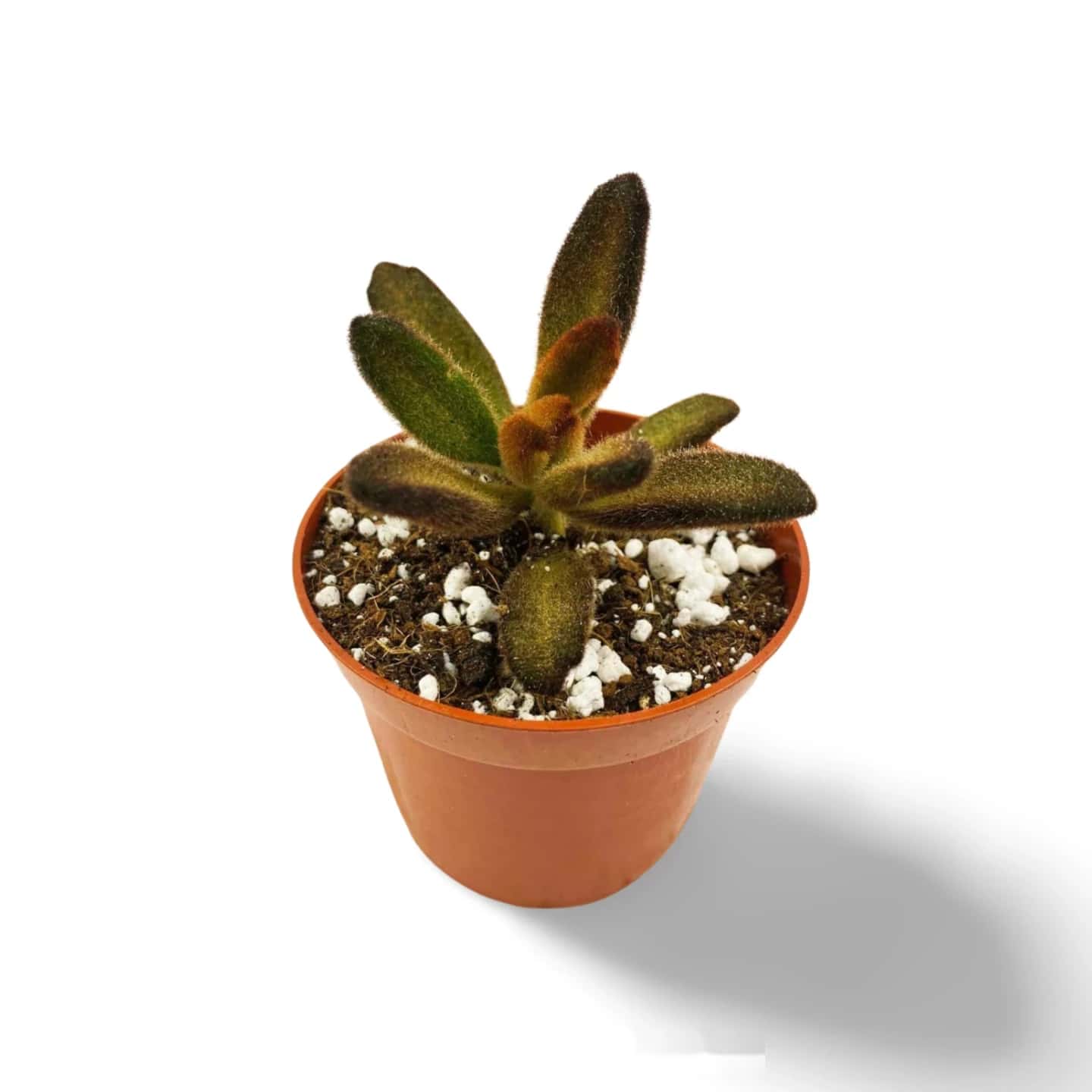 Kalanchoe tomentosa 'Soldat de chocolat'