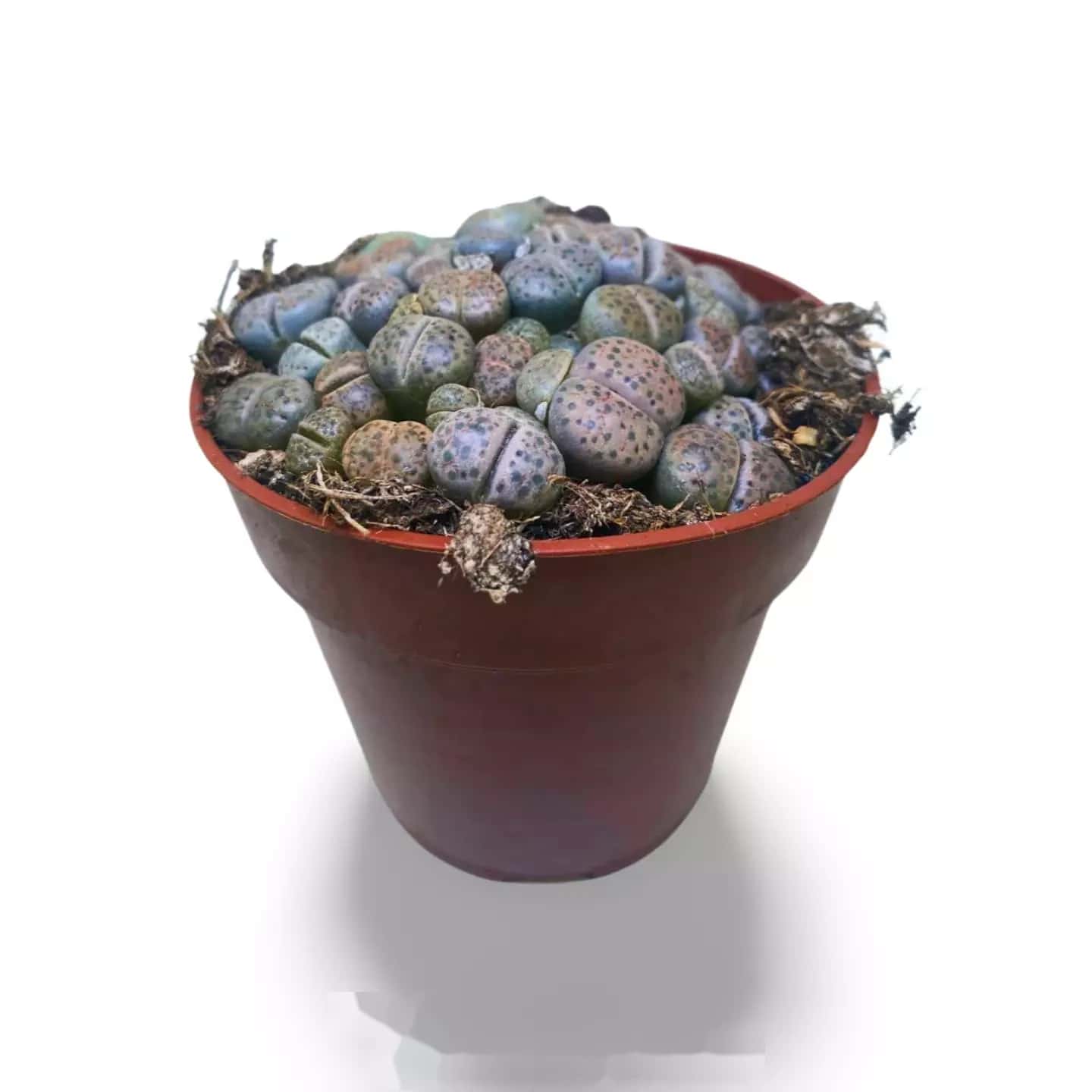 Variété de Lithops