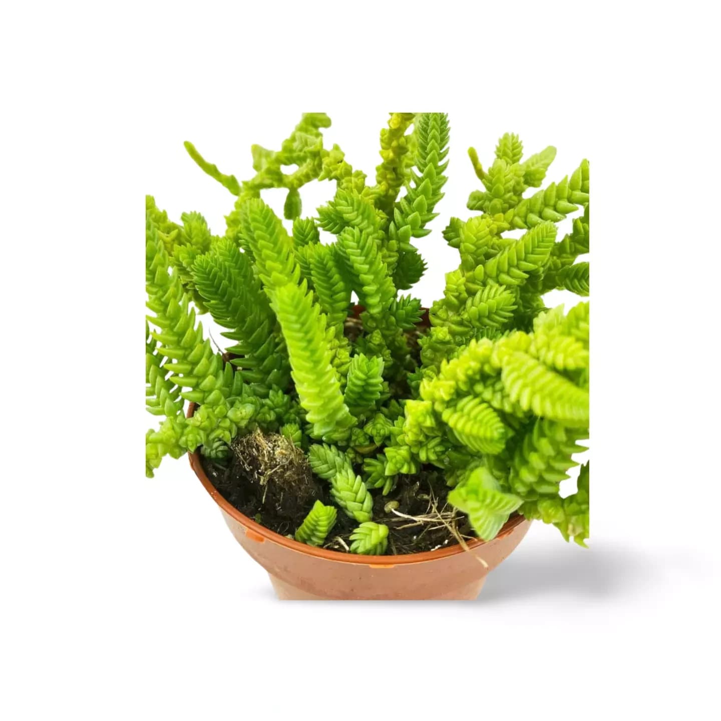 Le Crassula Muscosa Cordon de San José