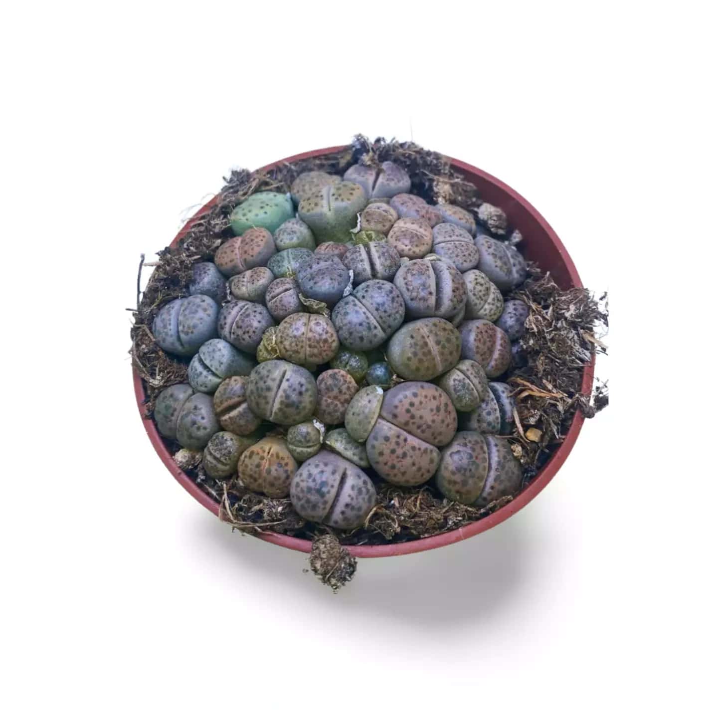 Lithops Couleurs M