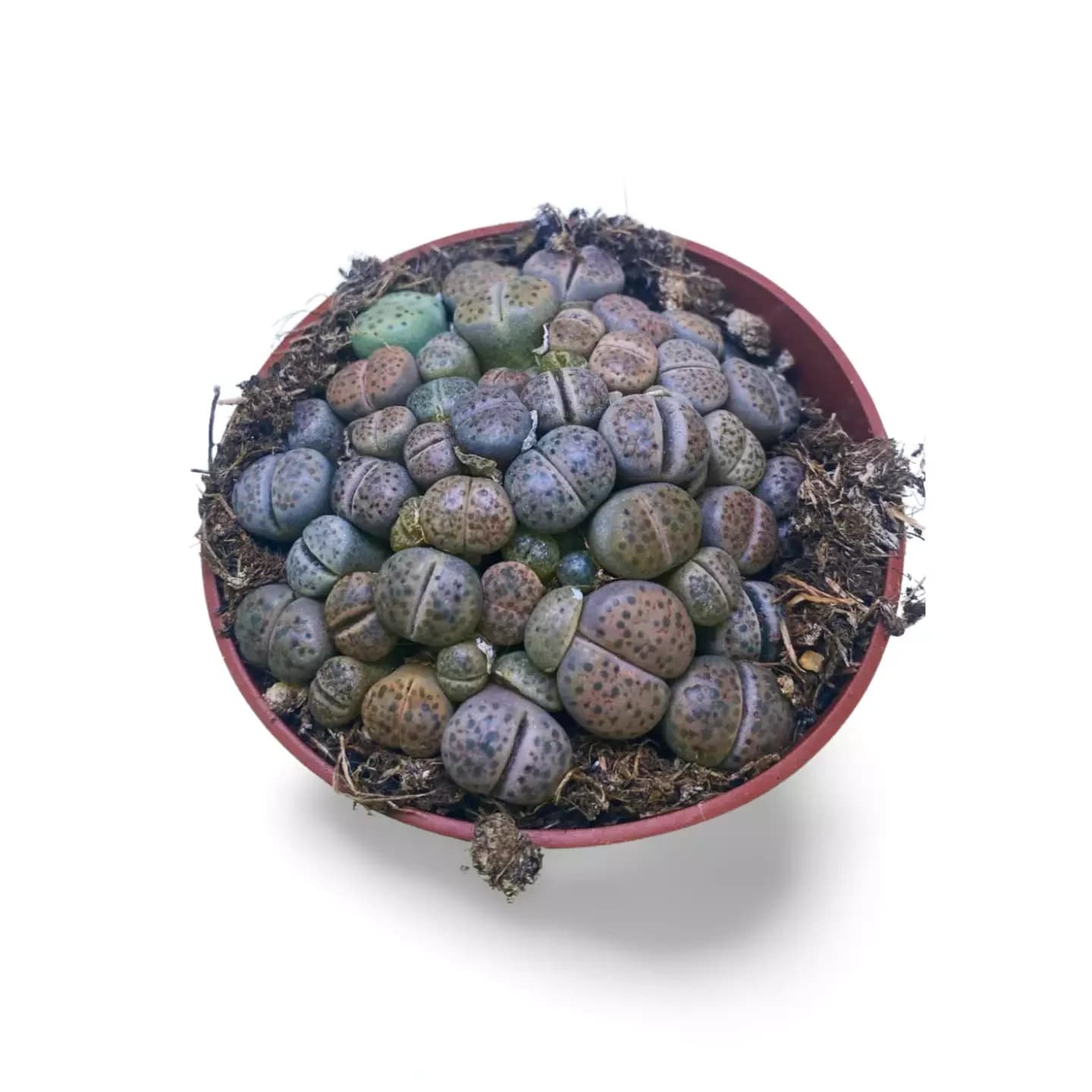 Lithops Couleurs M