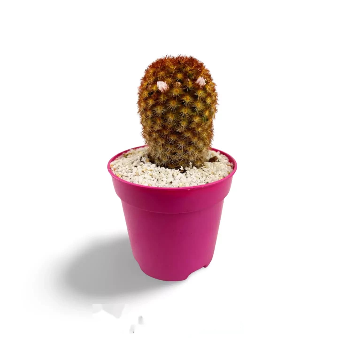 Mammillaria carmenae var. rubrispine