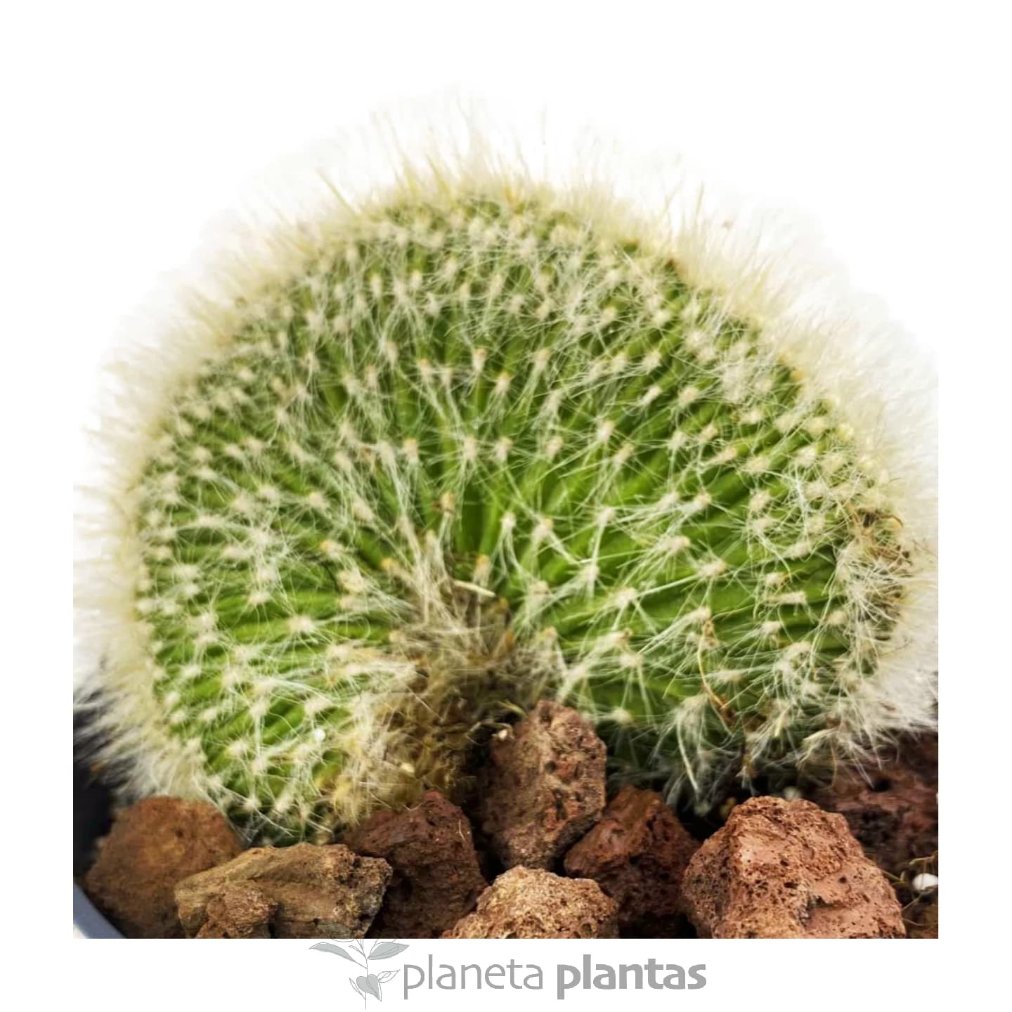 Mammillaria à crête Geminispina
