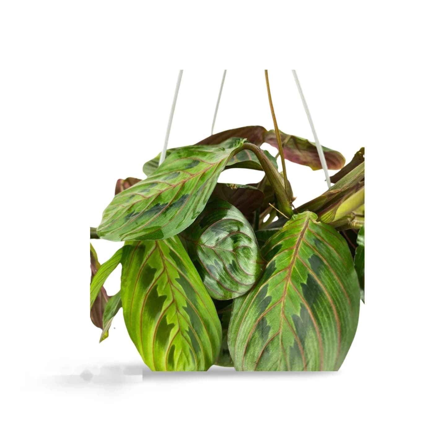 Maranta Leuconeura Tricolore