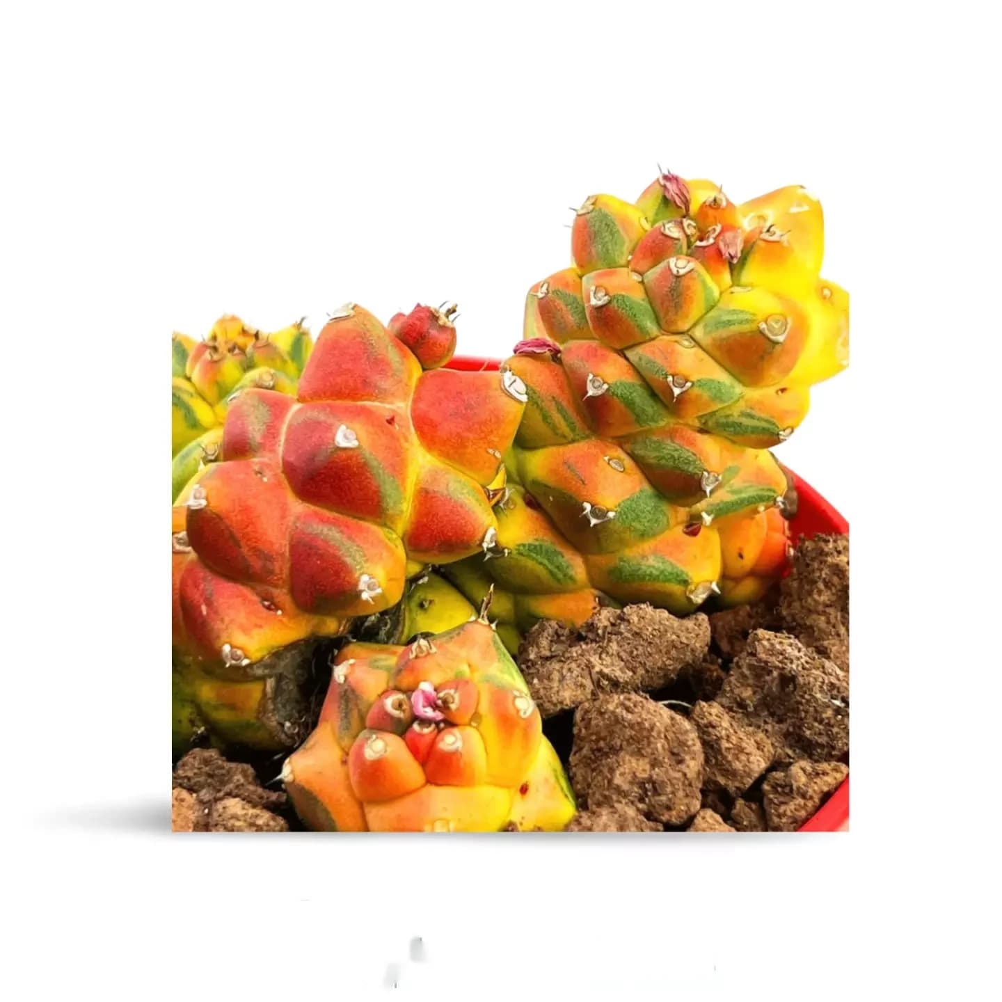 Monadenium ritcheiei panaché