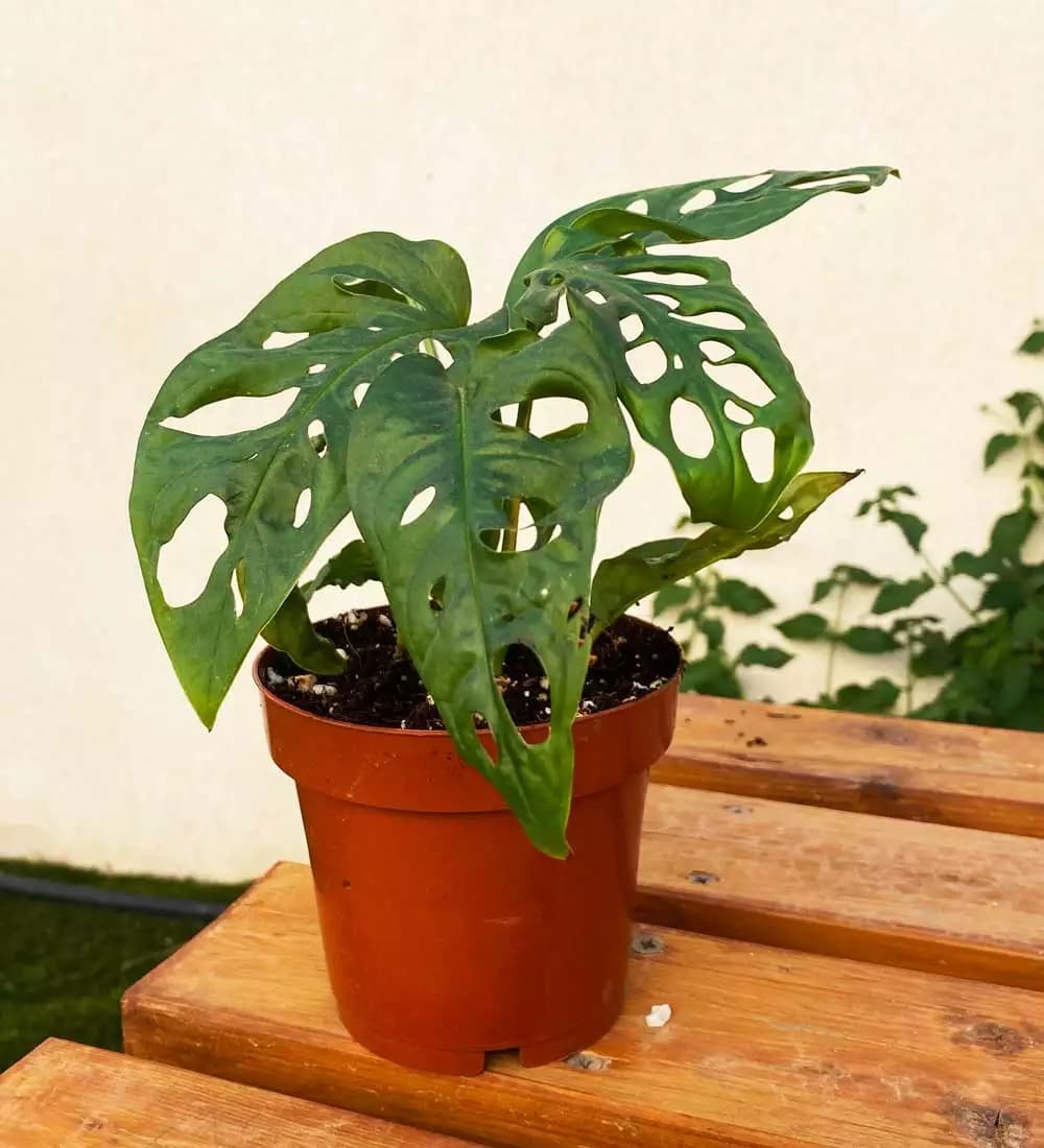 Monstera adansonii