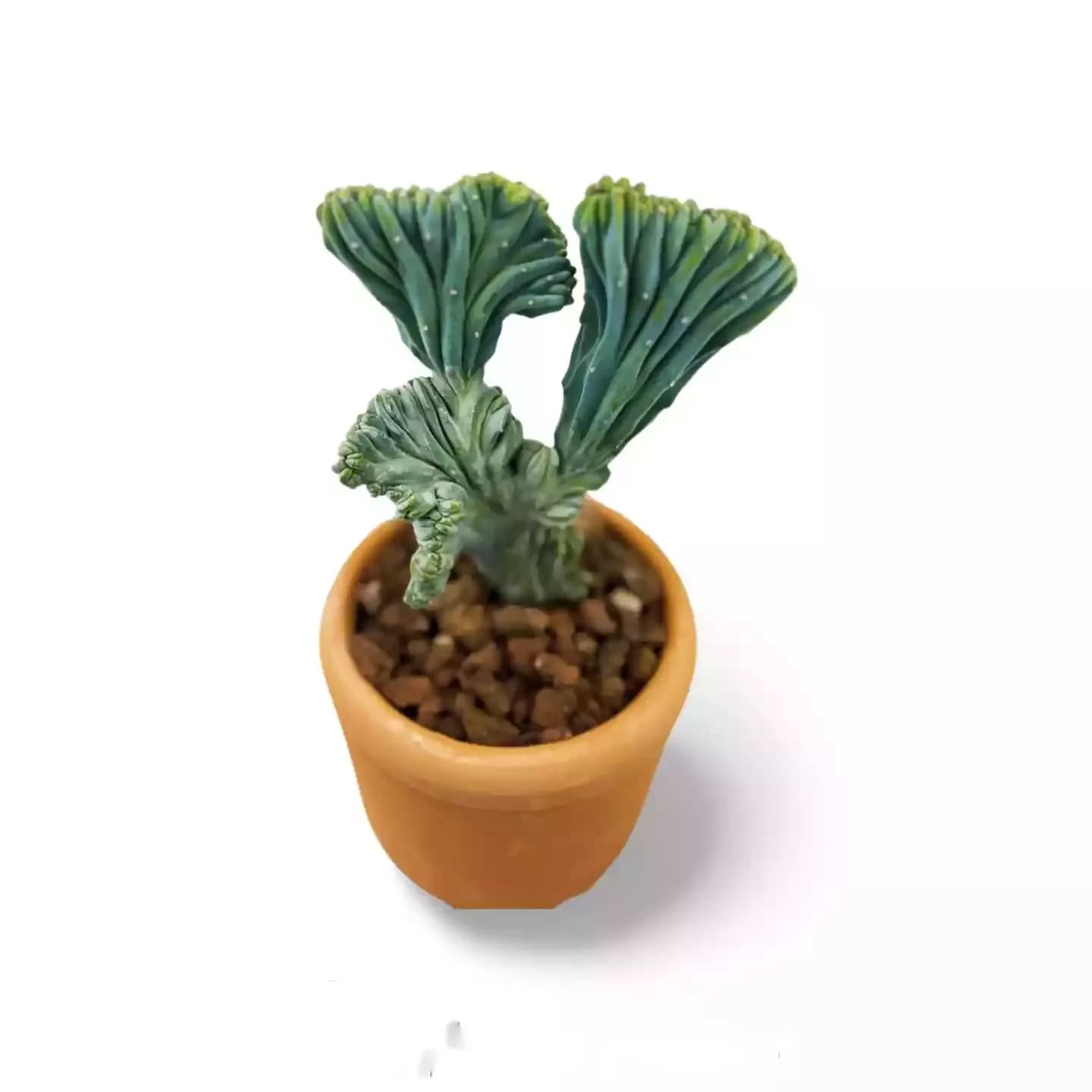 Myrtillocactus Geometrizans MOD044