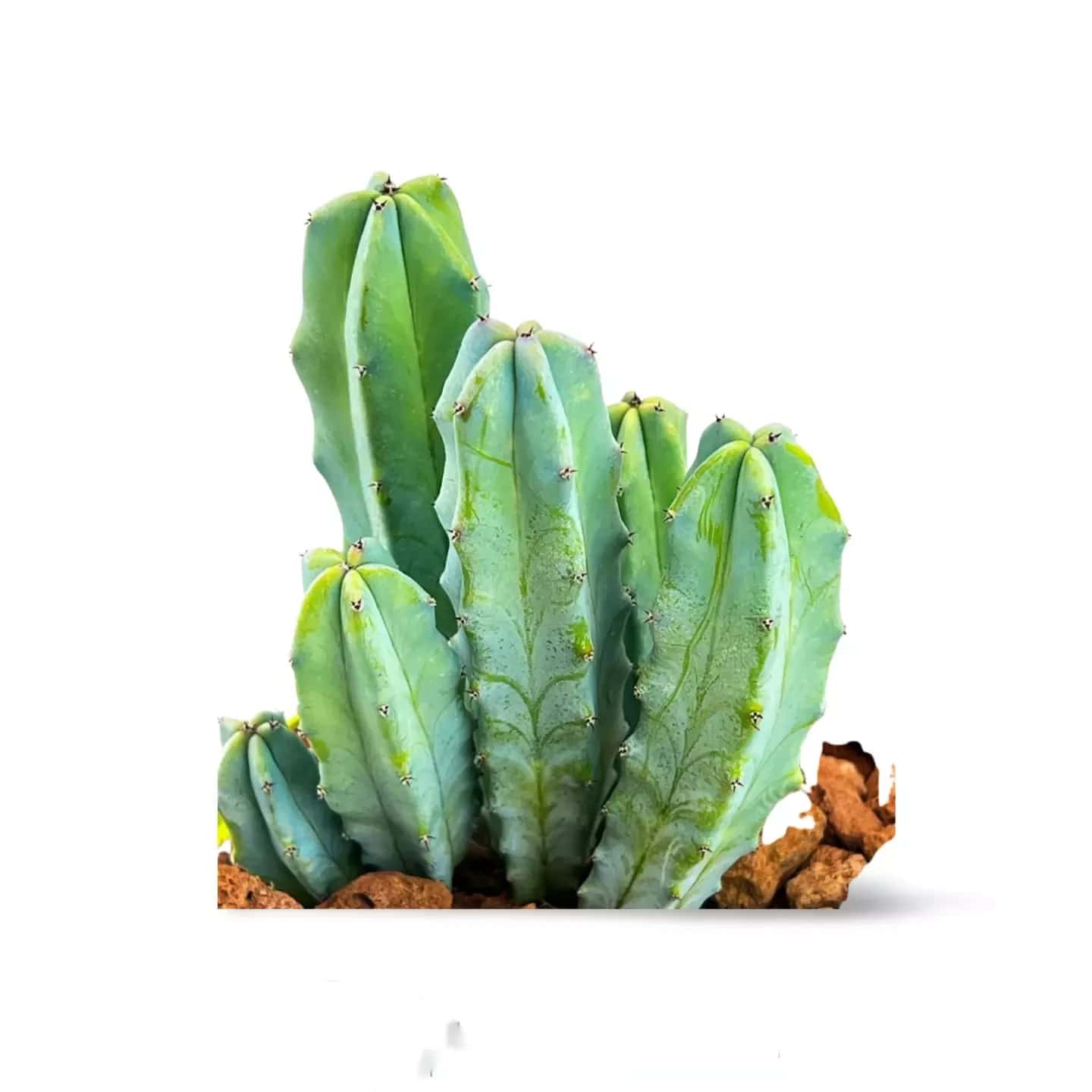 Myrtillocactus géométrizans