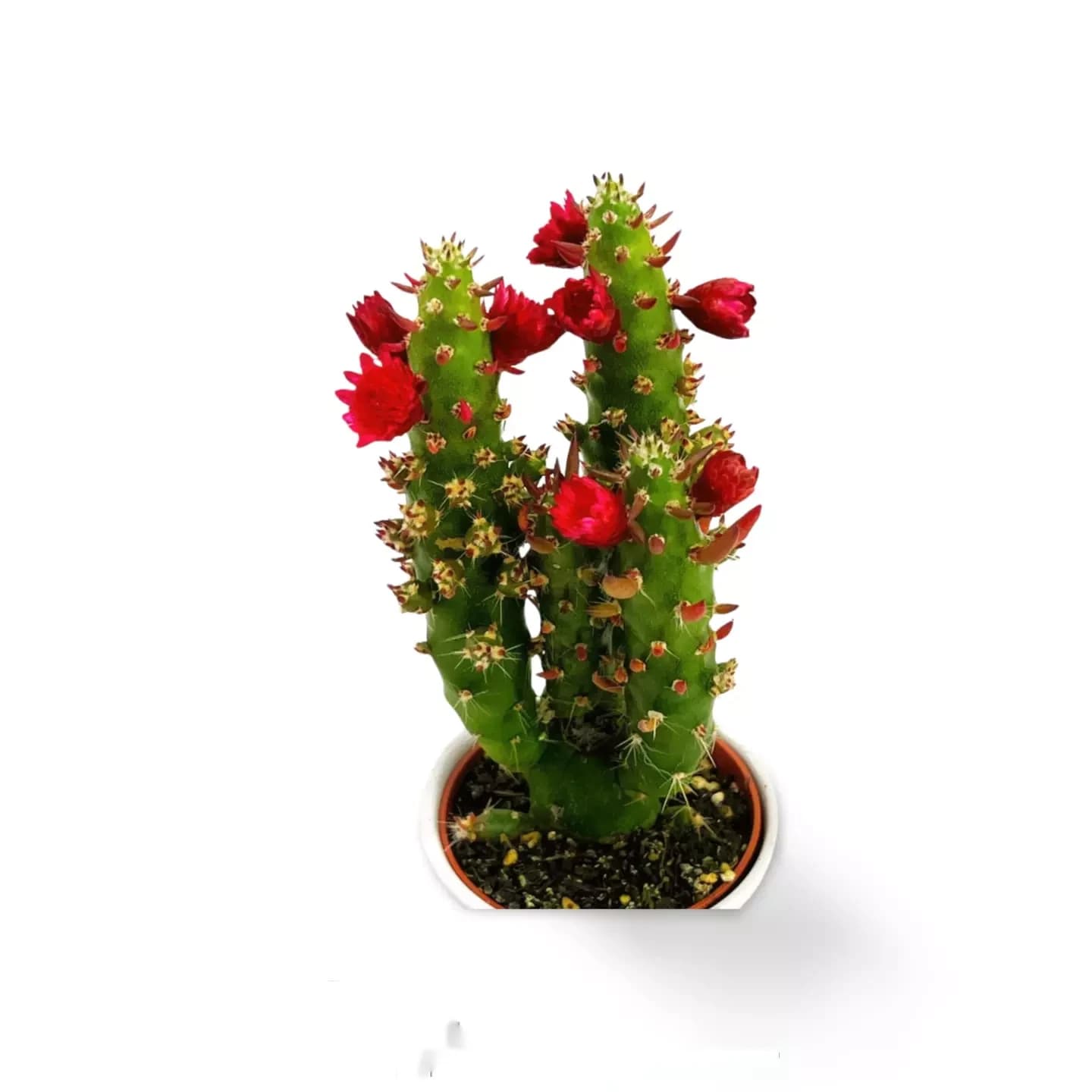 Opuntia Quitensis