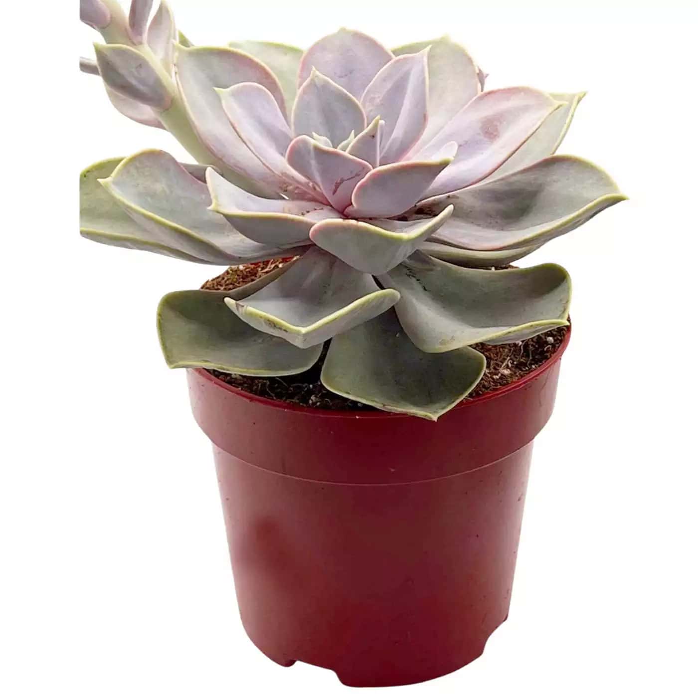 Echeveria Perle de Nuremberg