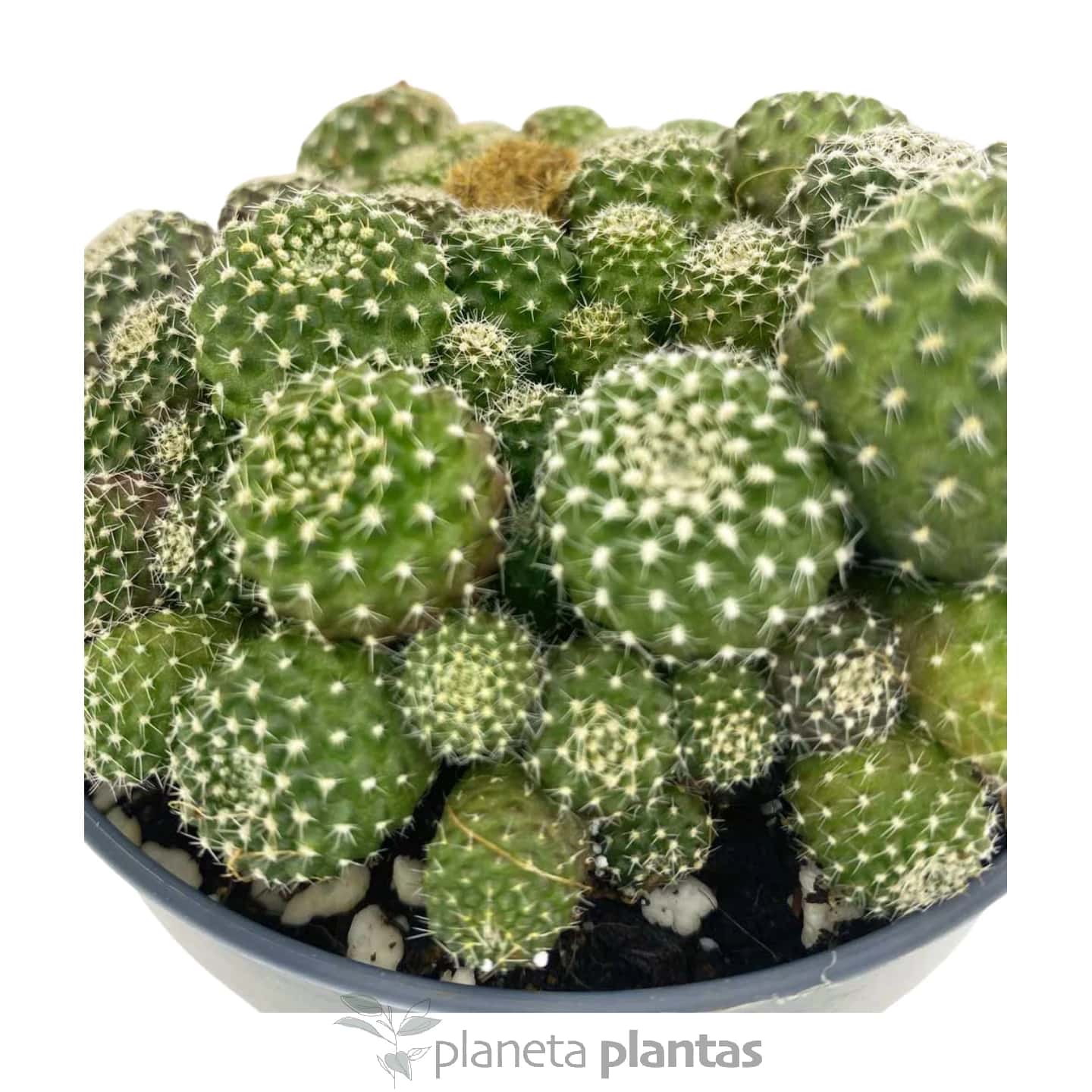 Rebutia Albiflora