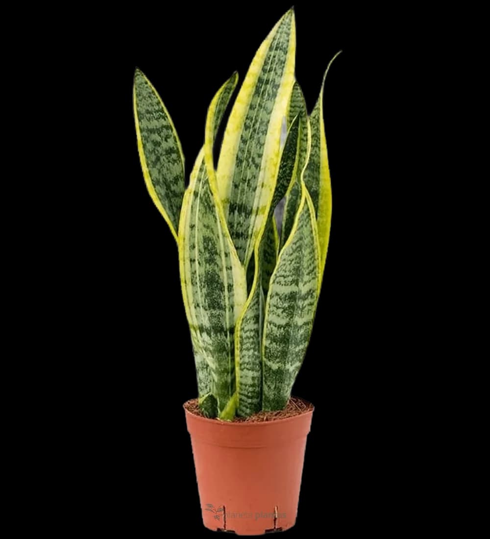 Langue de belle-mère - (Sansevieria Trifasciata) -XL