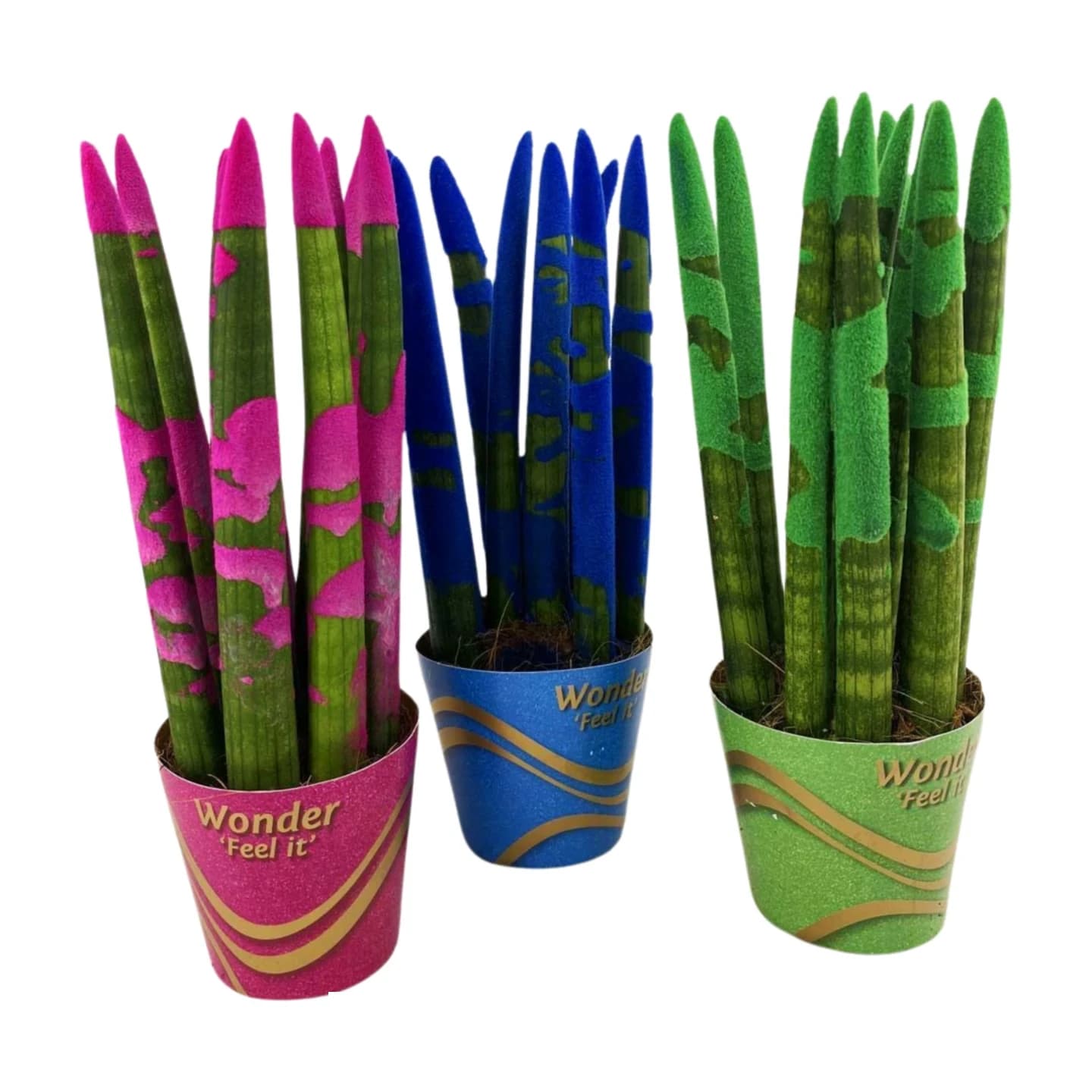 Sansevieria cylindrique colorée