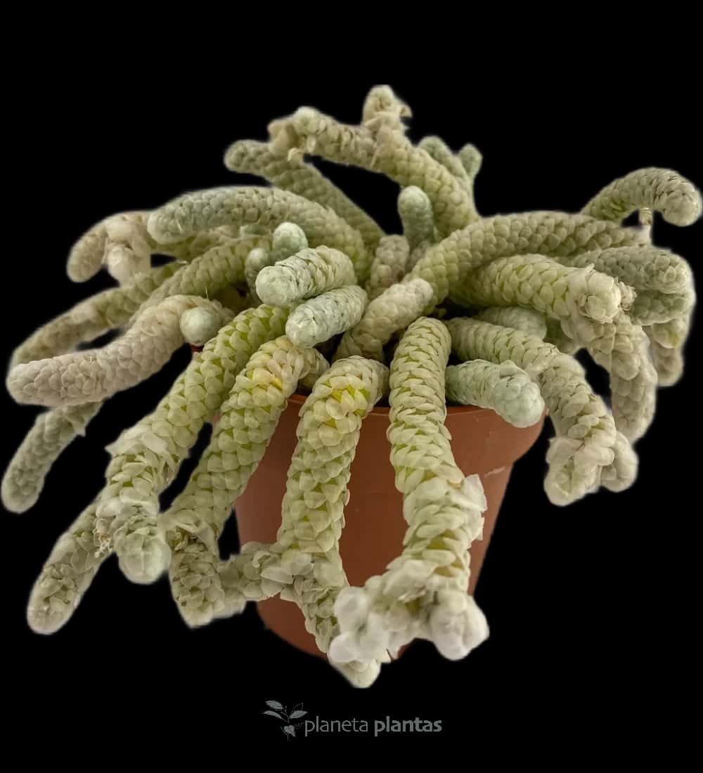 Avonia papyracée