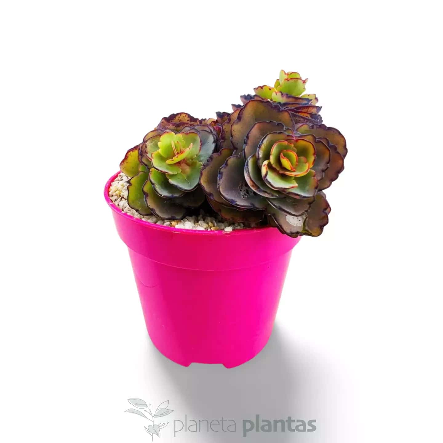 Sedum spurium Sang de dragon