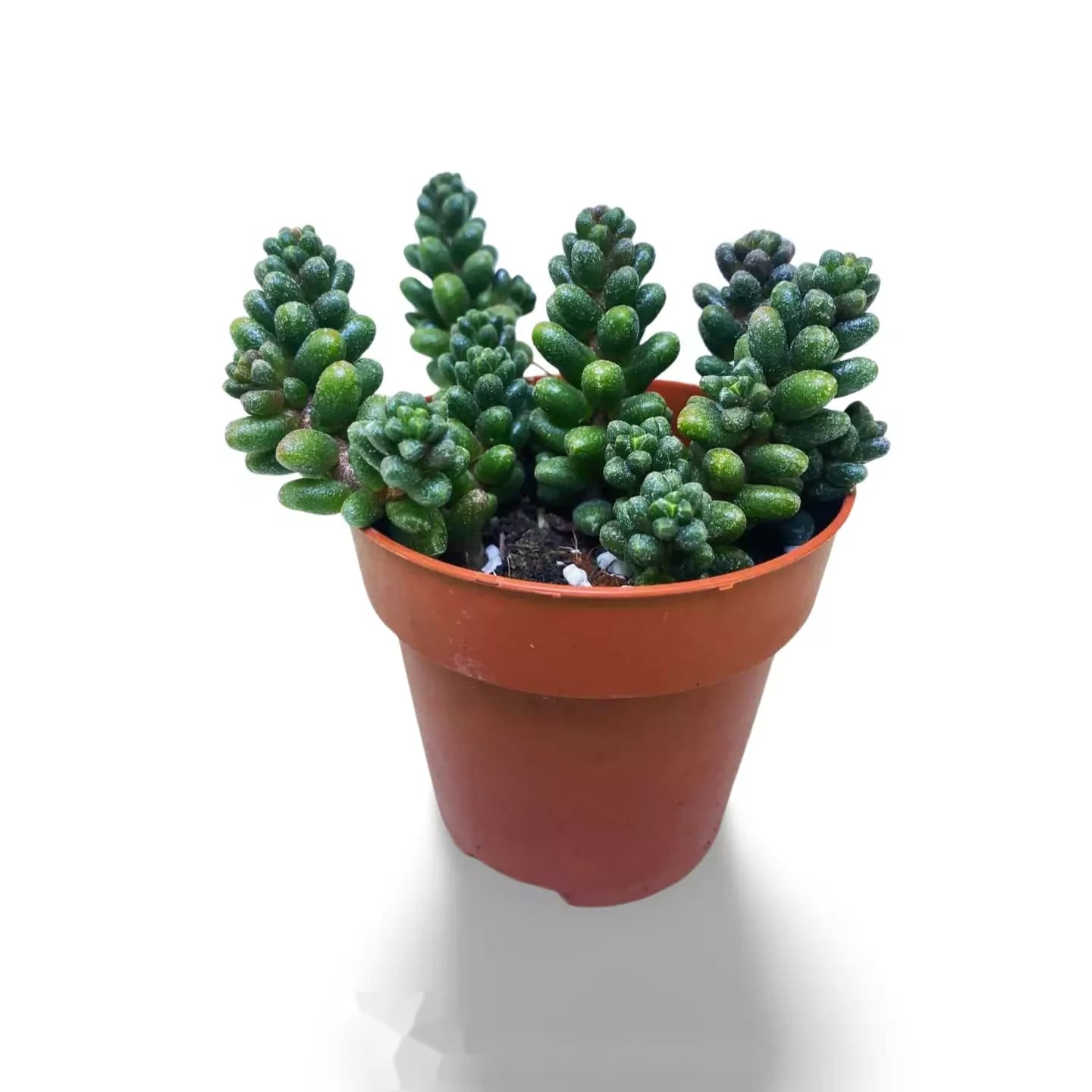Sedum Furfuraceum Moran