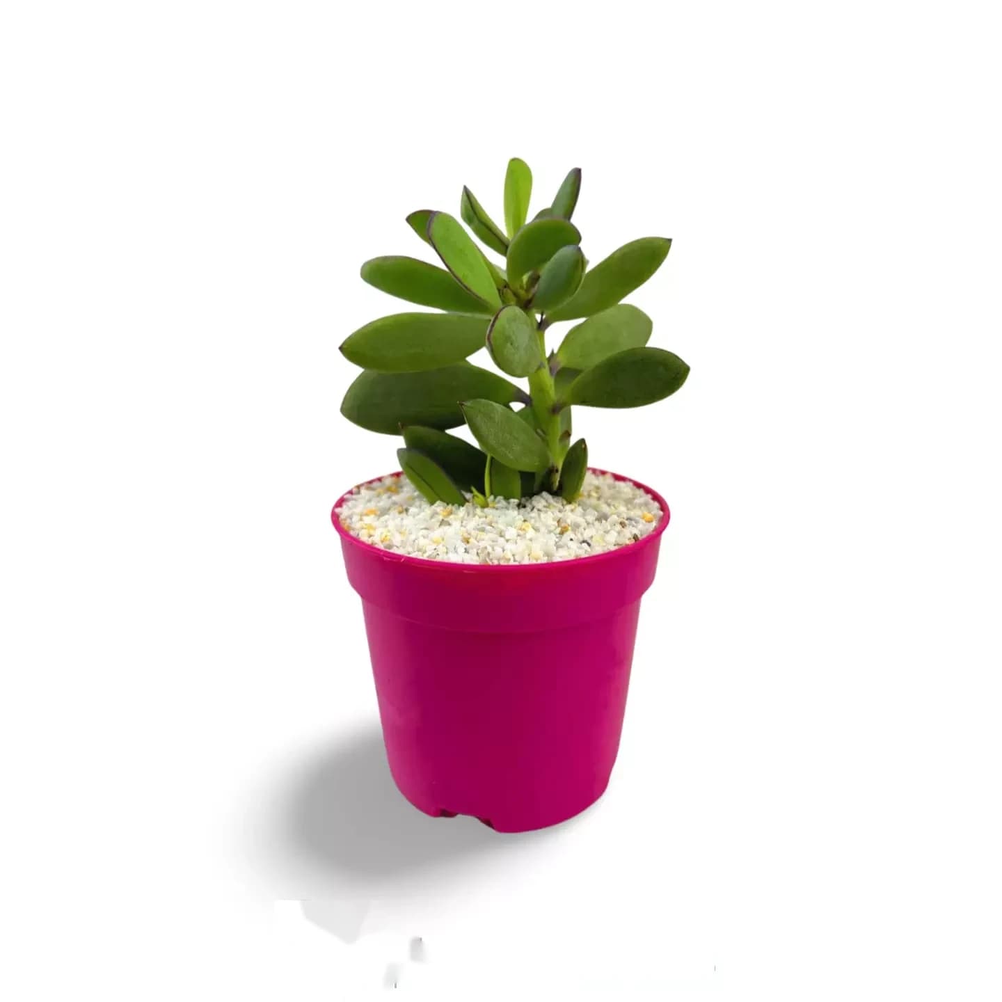 Senecio crassimus