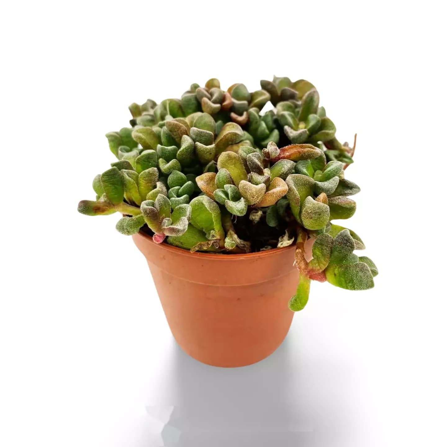 Sinocrassula Densirosulata