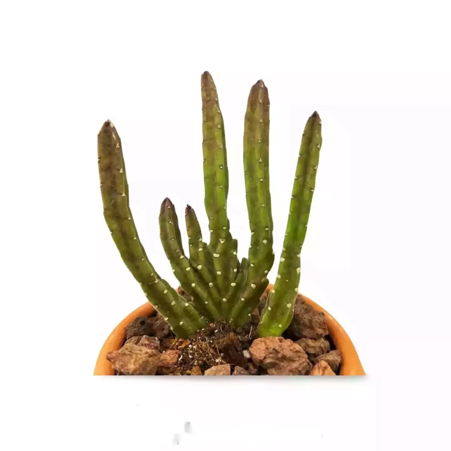 Stapelia Leendertziae Cristata