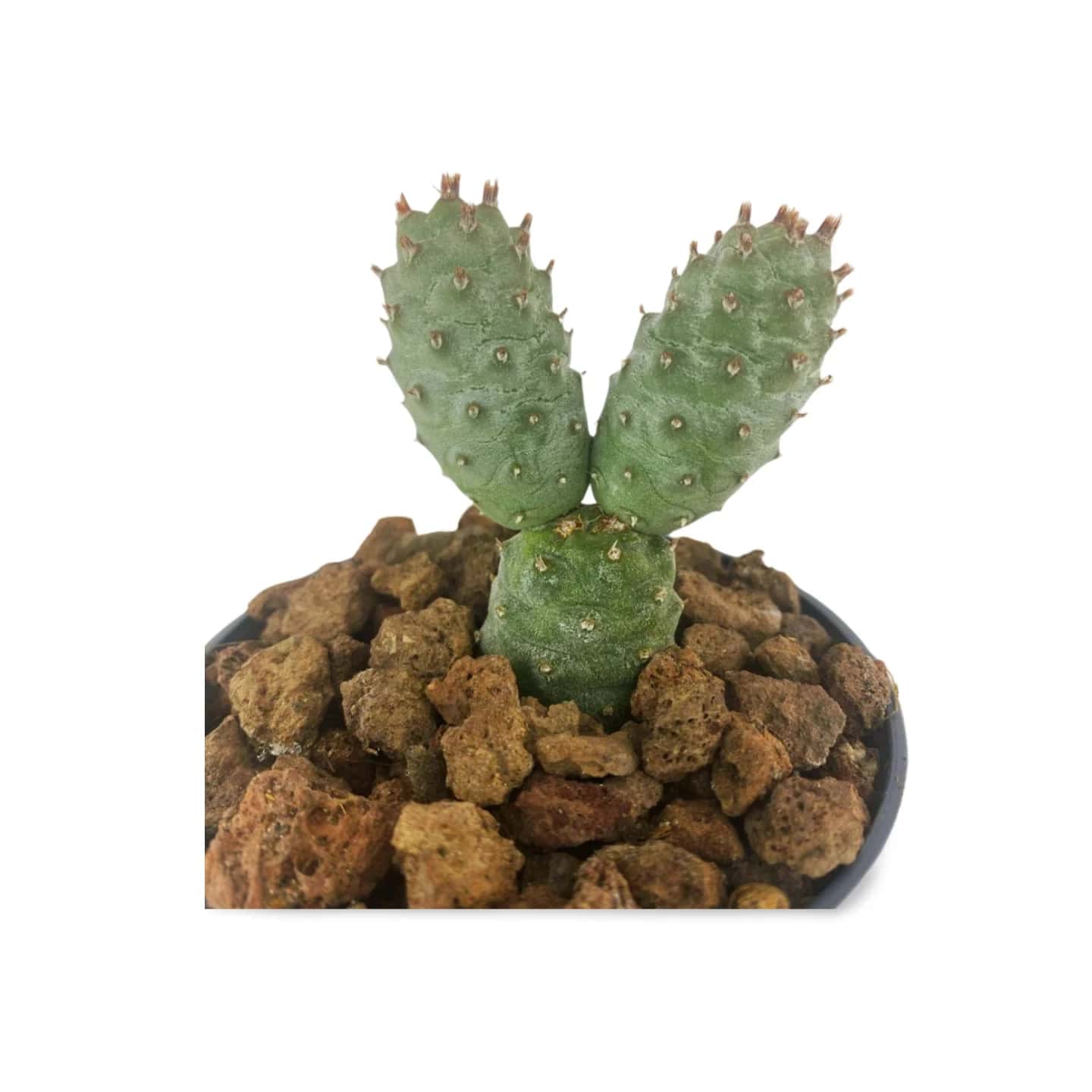 Ephrocactus articulé