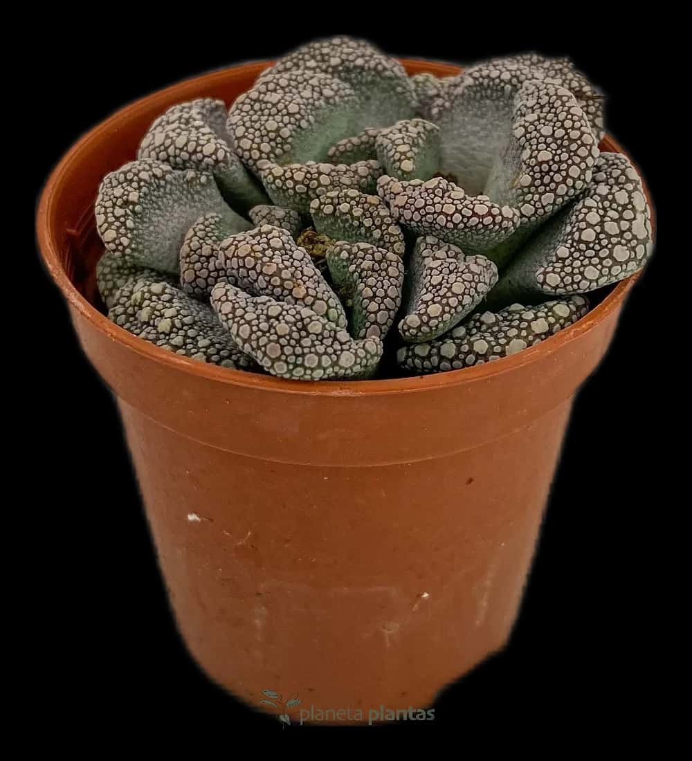 Titanopsis Calcarea - Petit