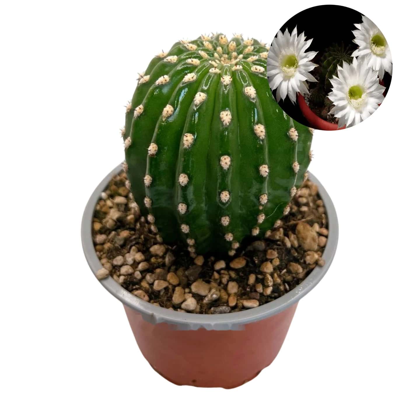 Trichocereus grandiflorus ‘Mille Fleurs’ – Fleur blanche