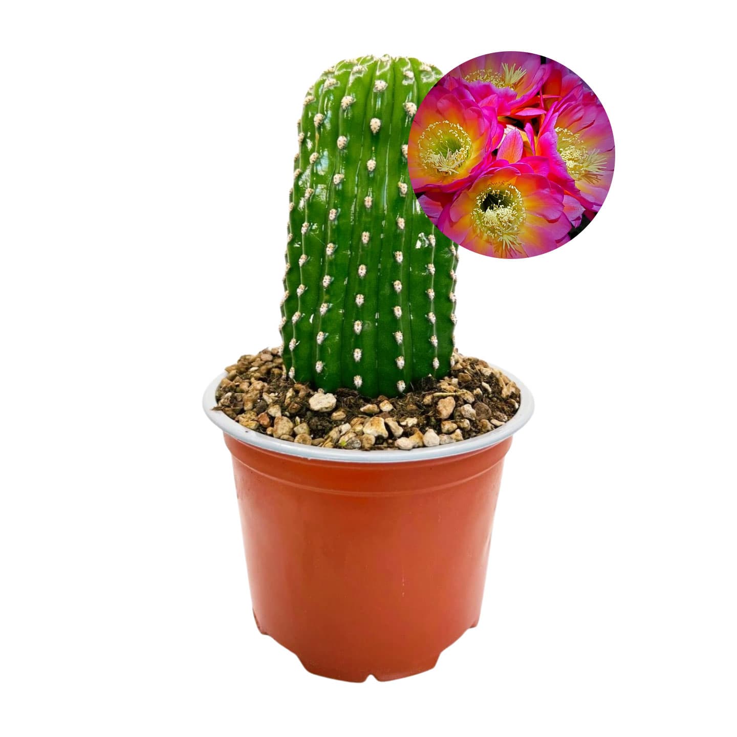 Trichocereus grandiflorus ‘Mille Fleurs’ – Couleur des fleurs