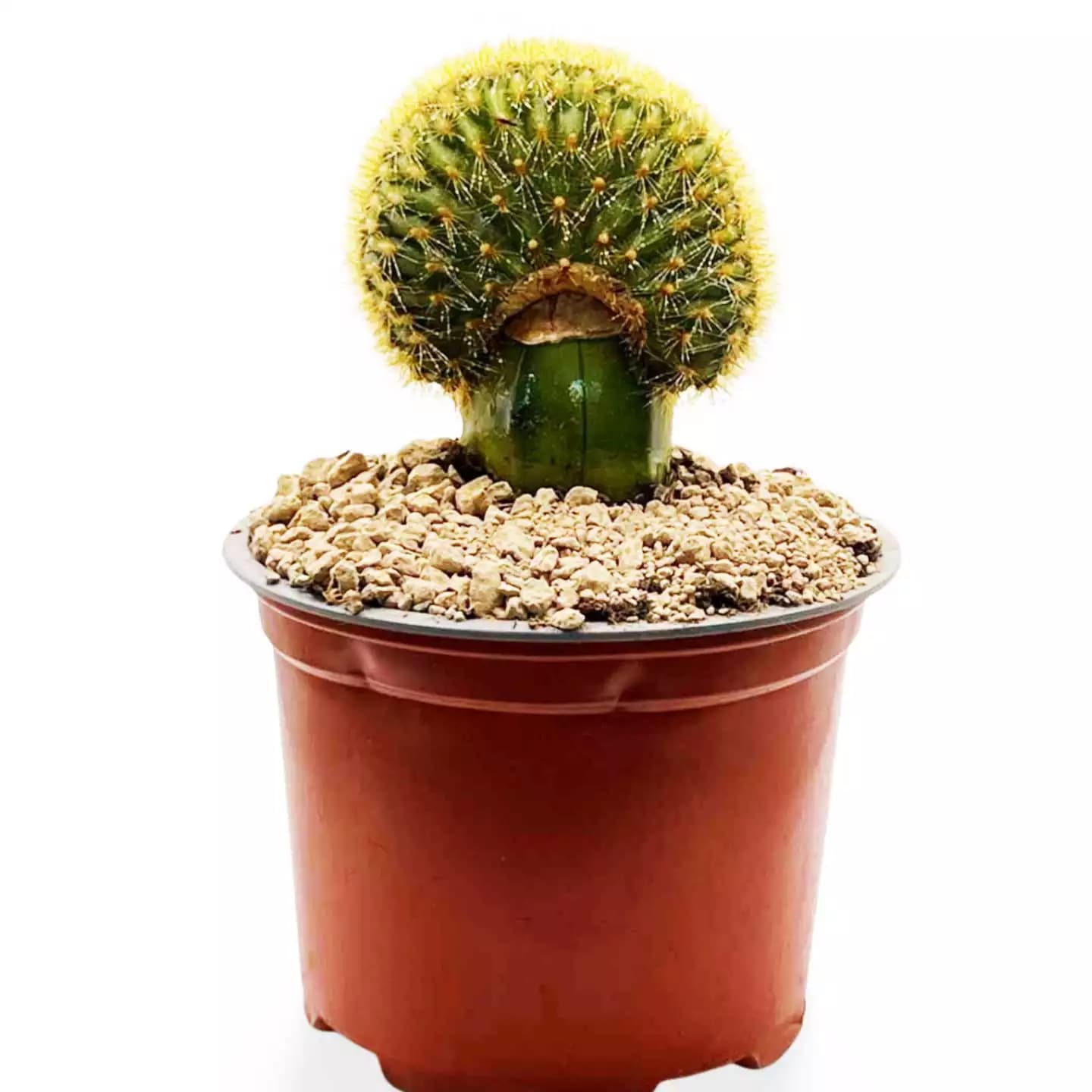 Vatricania Guentheri Cristata Grand