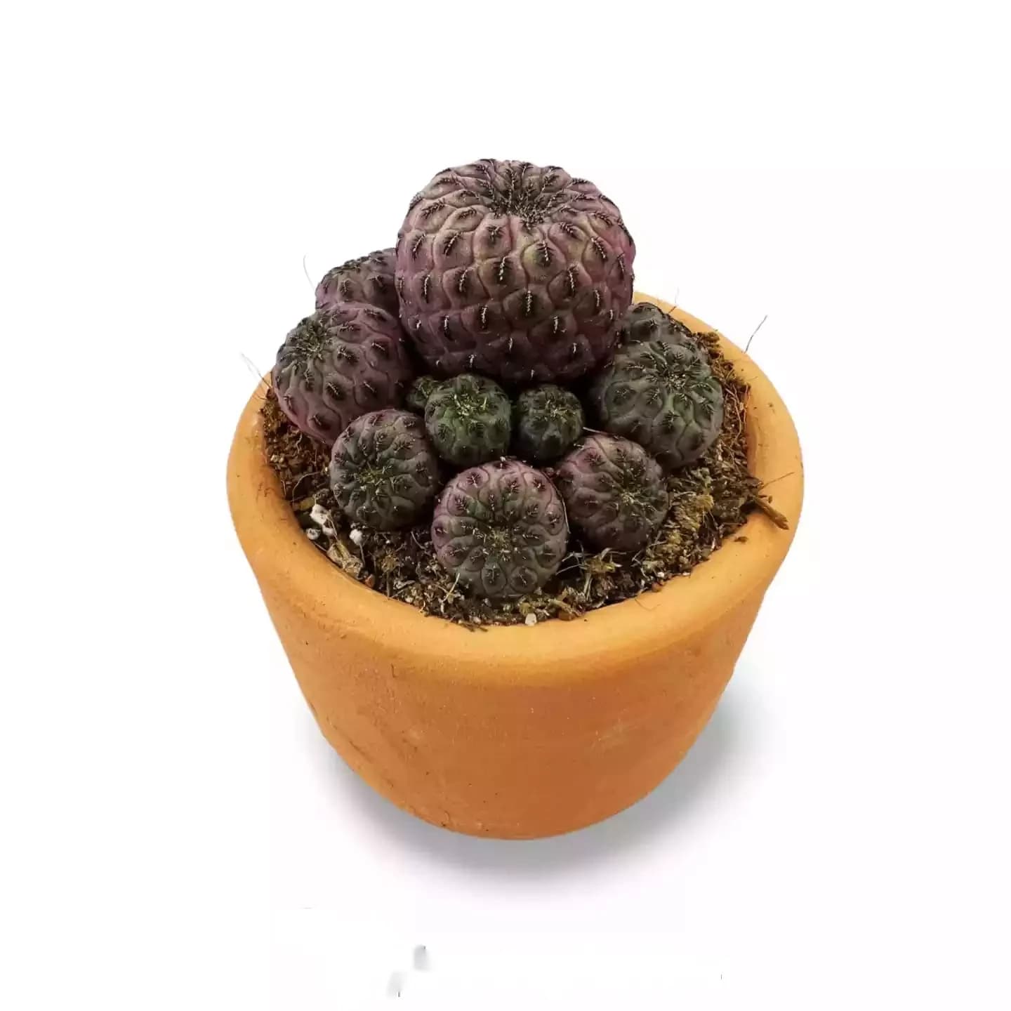 Weingartia Rauschii Violacidermis