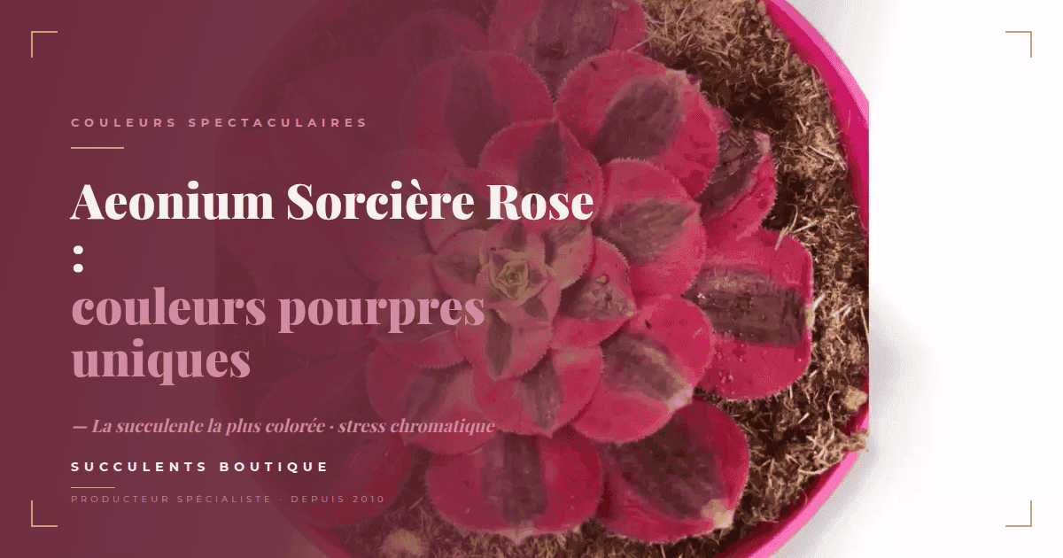 Aeonium « Sorcière Rose » : la succulente aux couleurs pourpres uniques