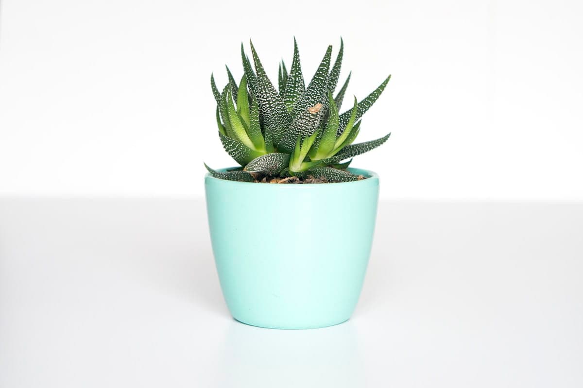 Les 15 succulentes les plus faciles pour débutants