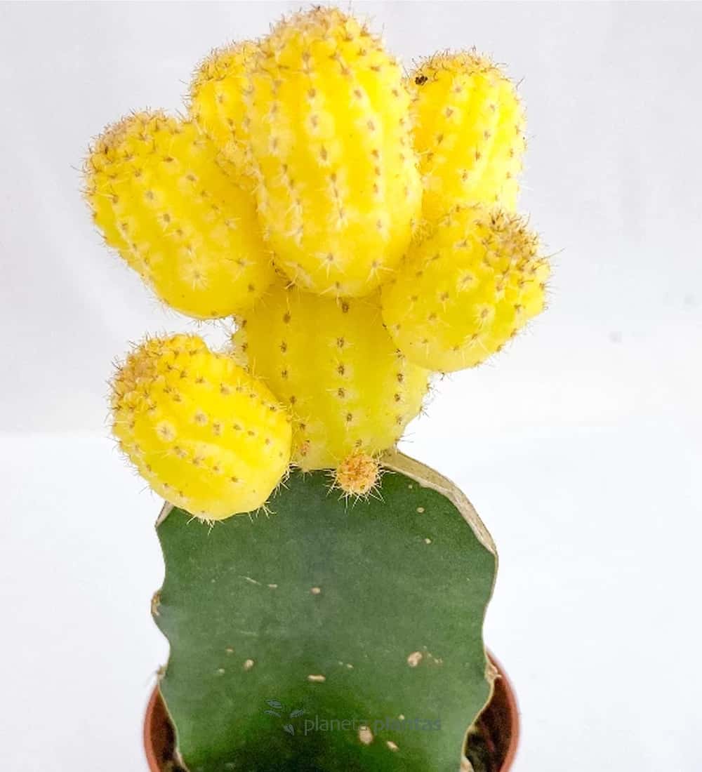 Cactus ingéré