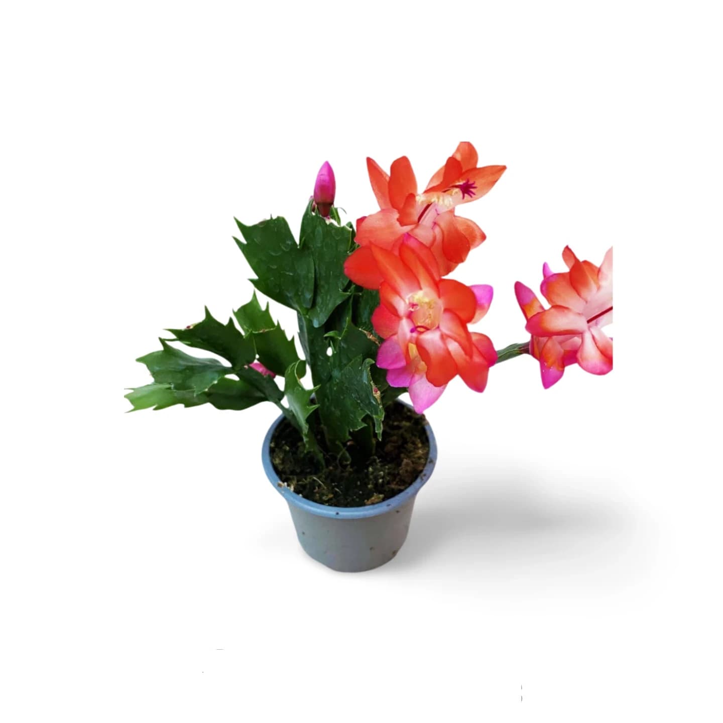 Cactus de Noël