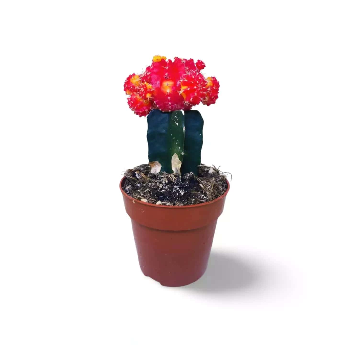 Cactus Gymnocalycium Greffé Lune Rouge