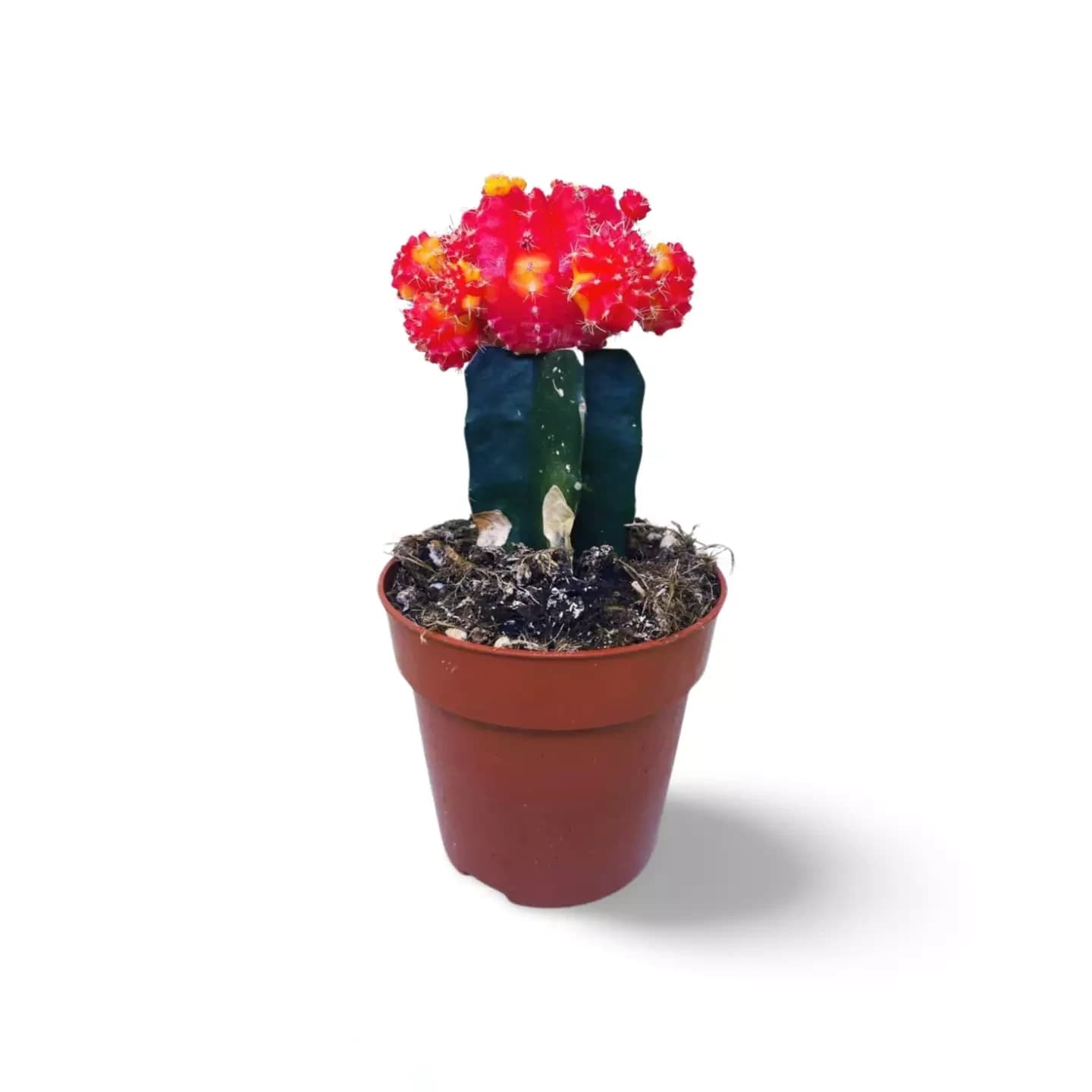 Cactus Gymnocalycium Greffé Lune Rouge