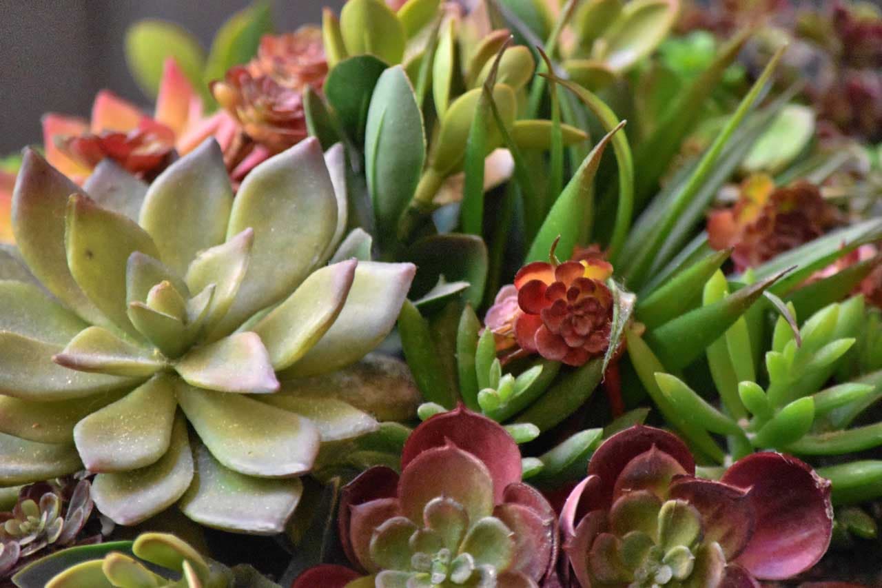Soins succulents et recommandations