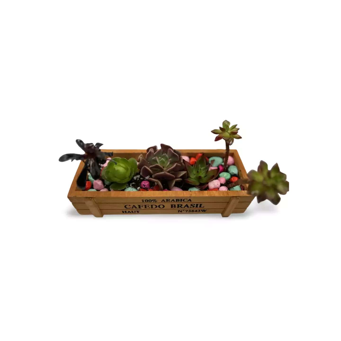 Ensemble Succulentes Aurora