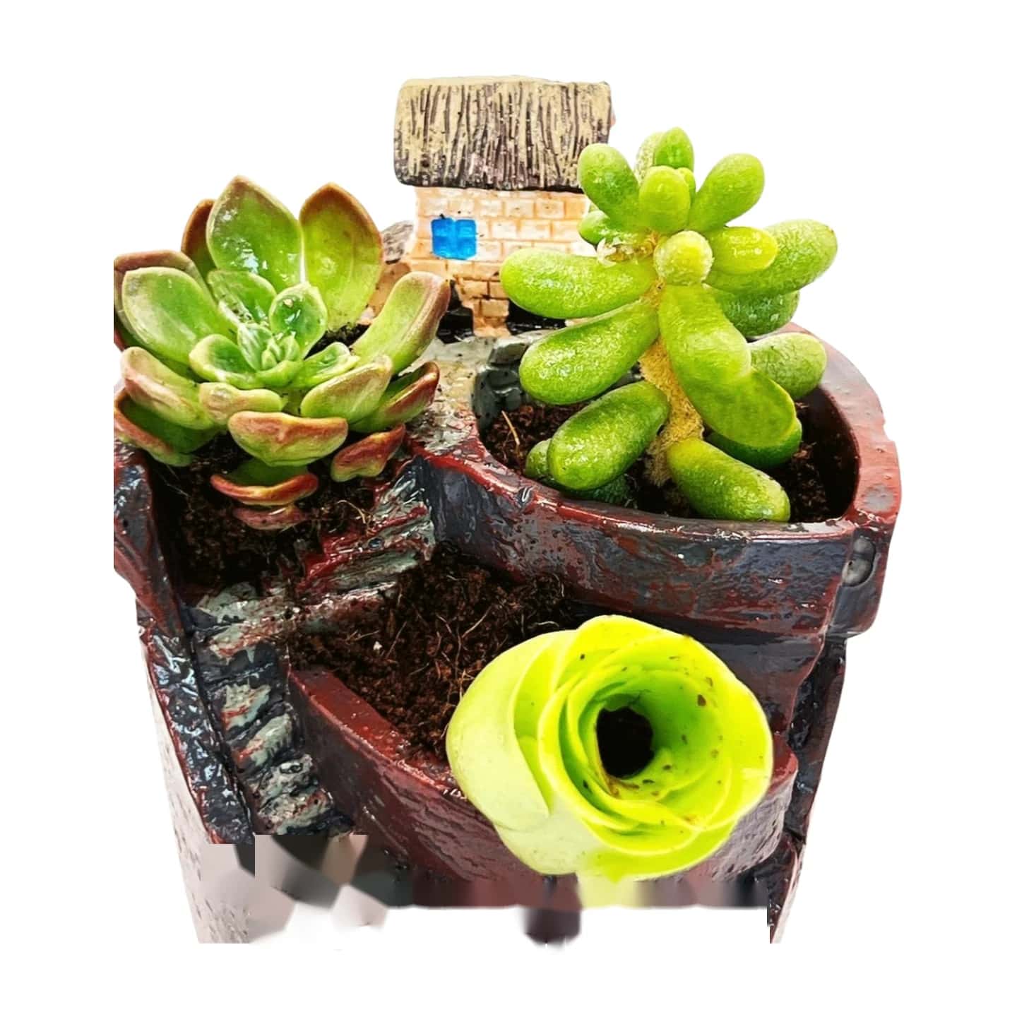 Ensemble Escalier Succulent vers le Ciel