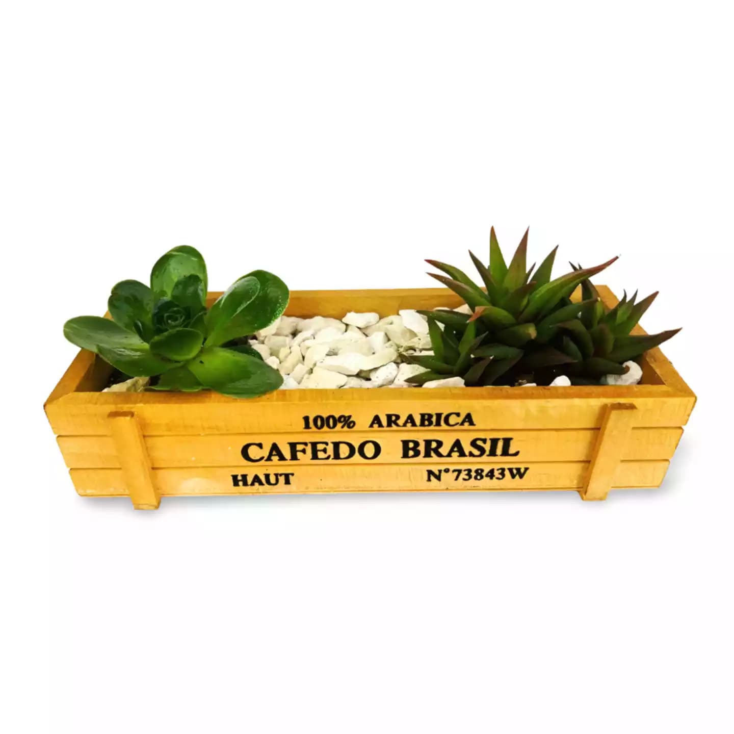 Ensemble de succulentes dans une jardinière en bois