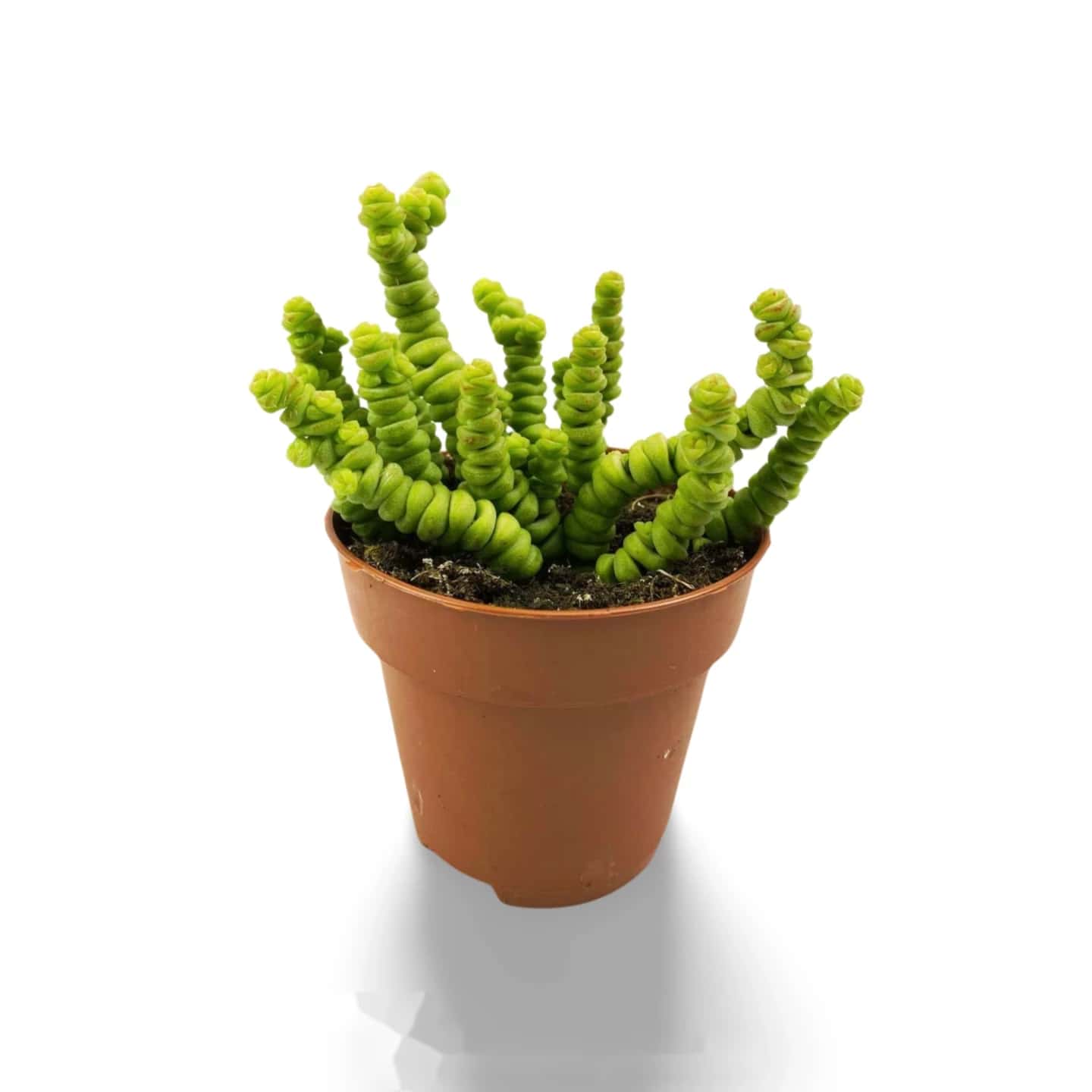 Crassula Perforée
