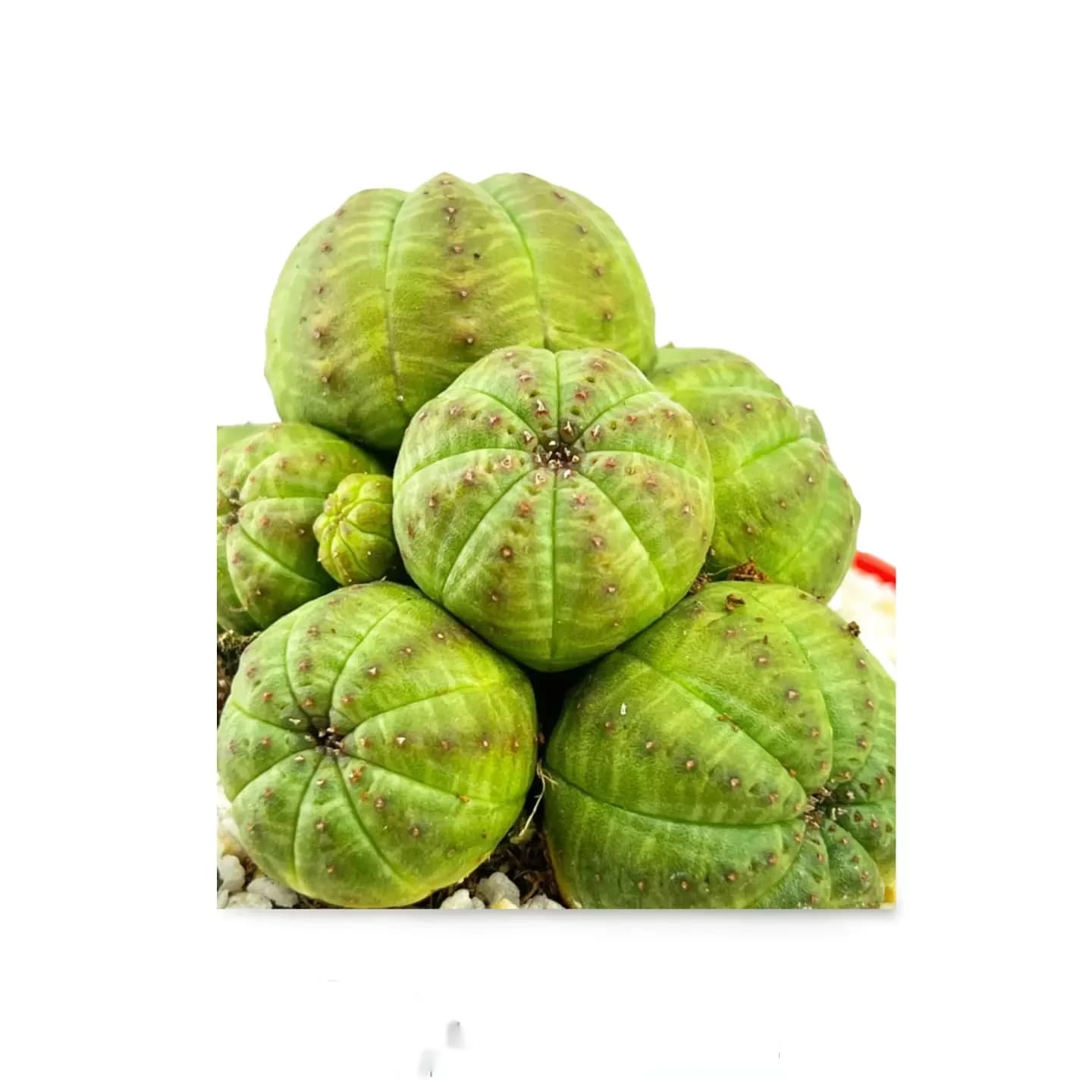 Collection Euphorbia Obesa
