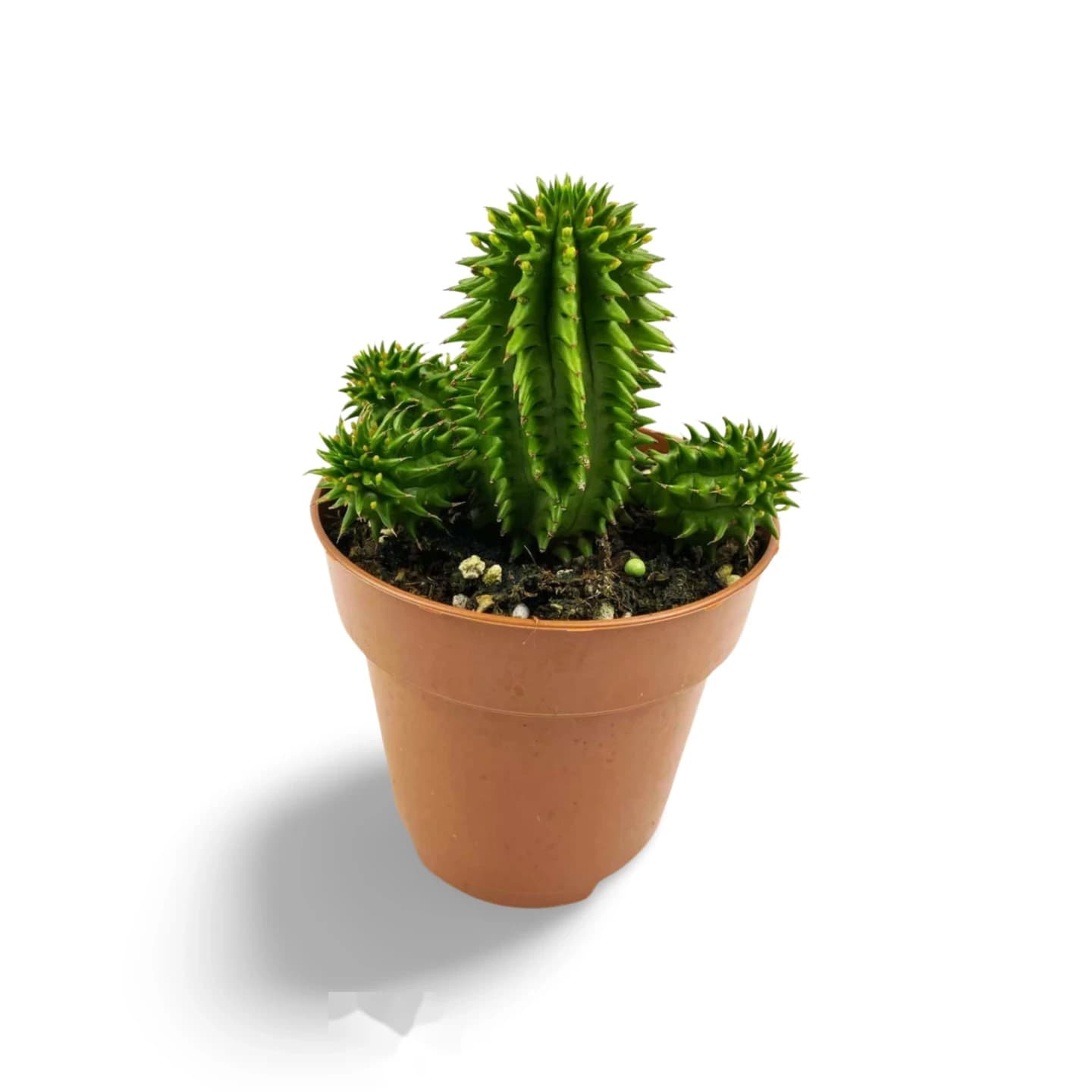 Euphorbe Suzannae